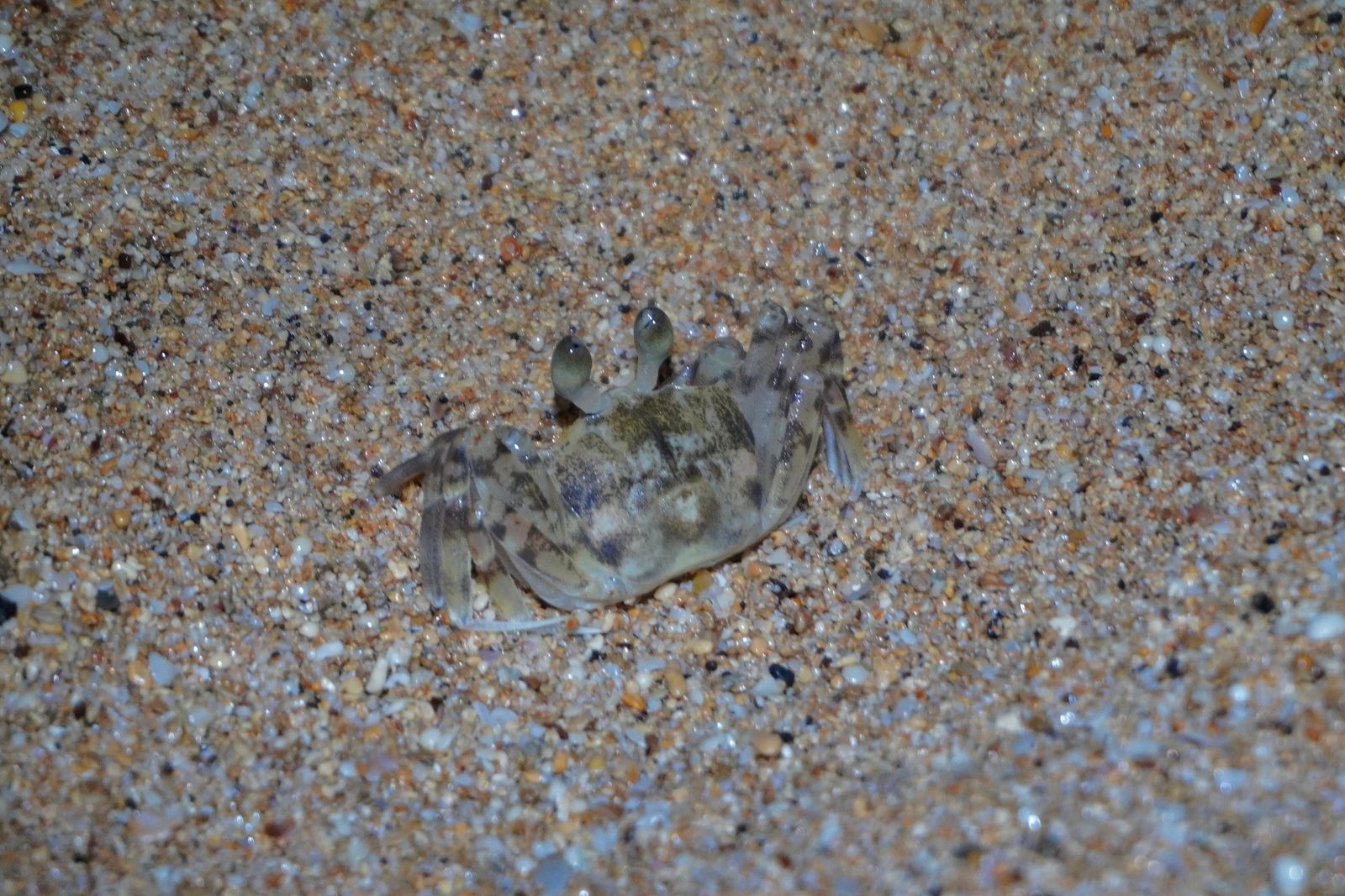 Pallid ghost crab (Ocypode pallidula) resting on coarse sand, Southern Kauai
