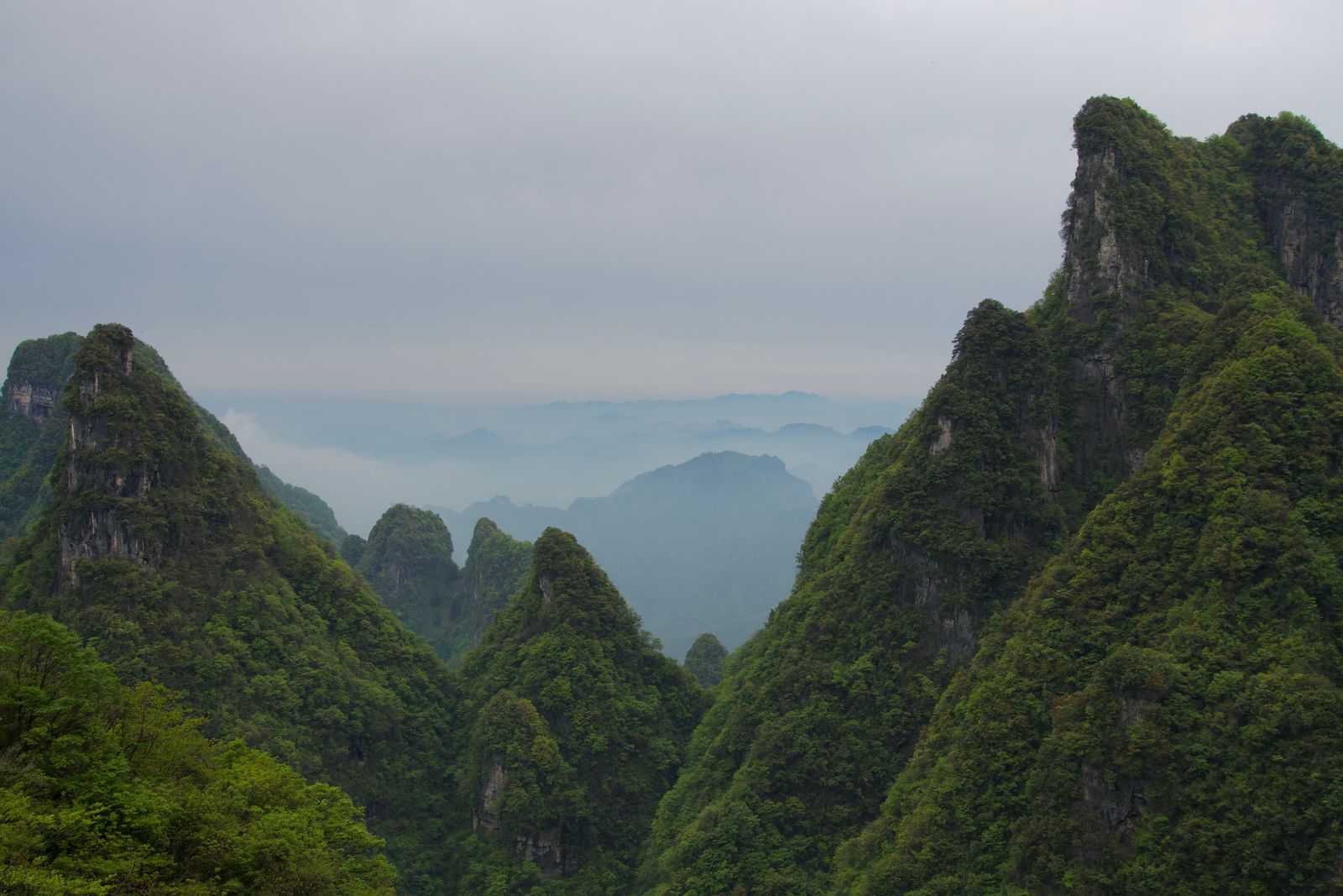 Forest-covered rock peaks and layered ridges in mist, Zhangjiajie