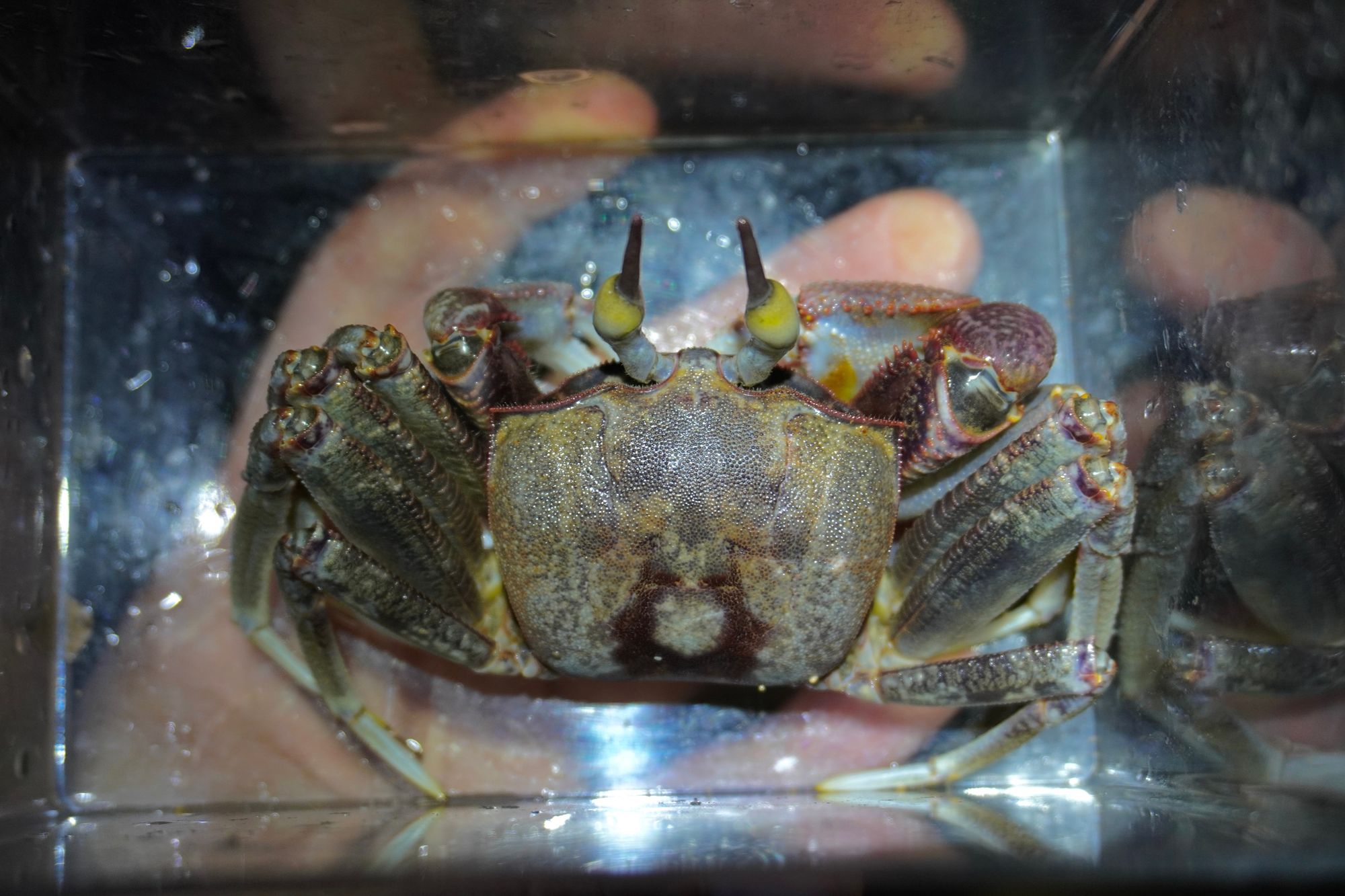 A speckled crab in a clear container, Southern Kauai