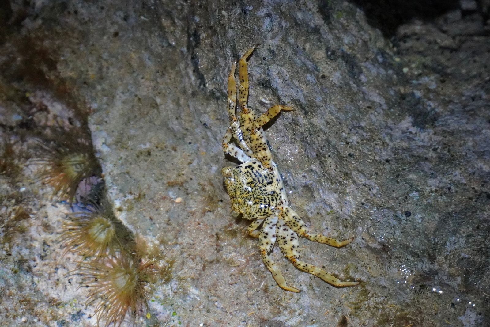 A crab clinging to wet rock beside sea urchins, Southern Kauai