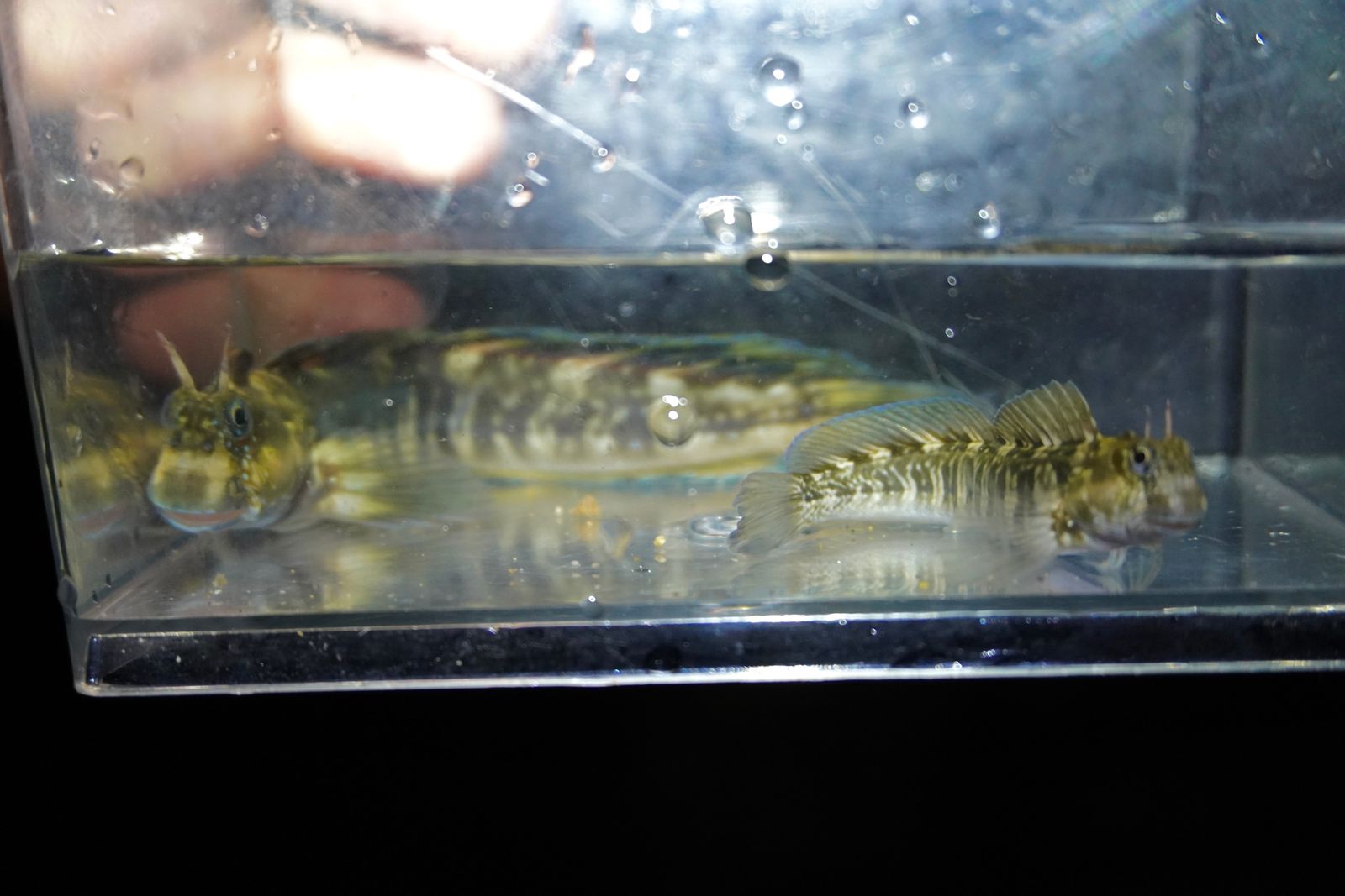 Two zebra blennies (Istiblennius zebra) resting on the bottom of a clear container, Southern Kauai