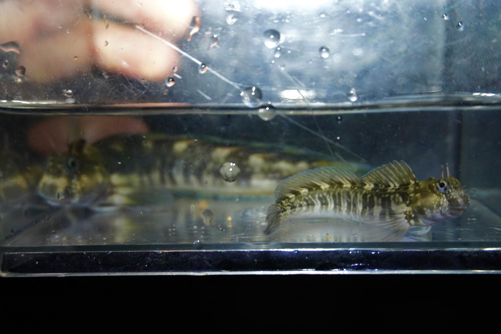 Zebra blenny (Istiblennius zebra) resting on the bottom of a clear container, Southern Kauai