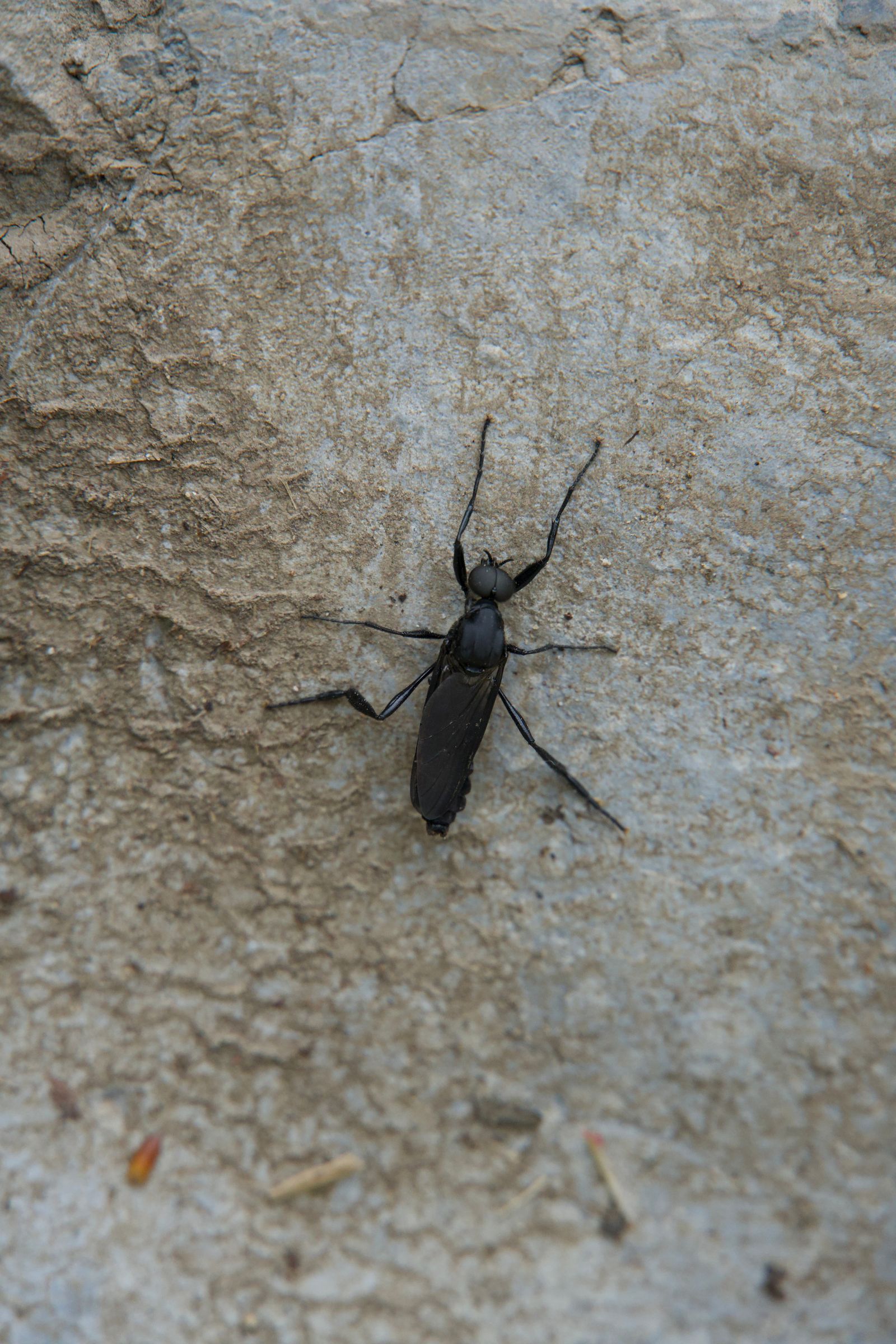 March fly (Bibio) resting on rough grey rock, Zhangjiajie