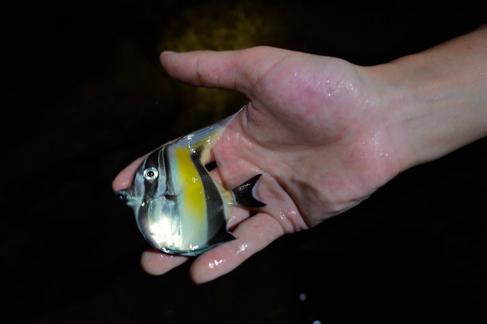 Moorish idol (Zanclus cornutus) resting in a wet hand, Southern Kauai