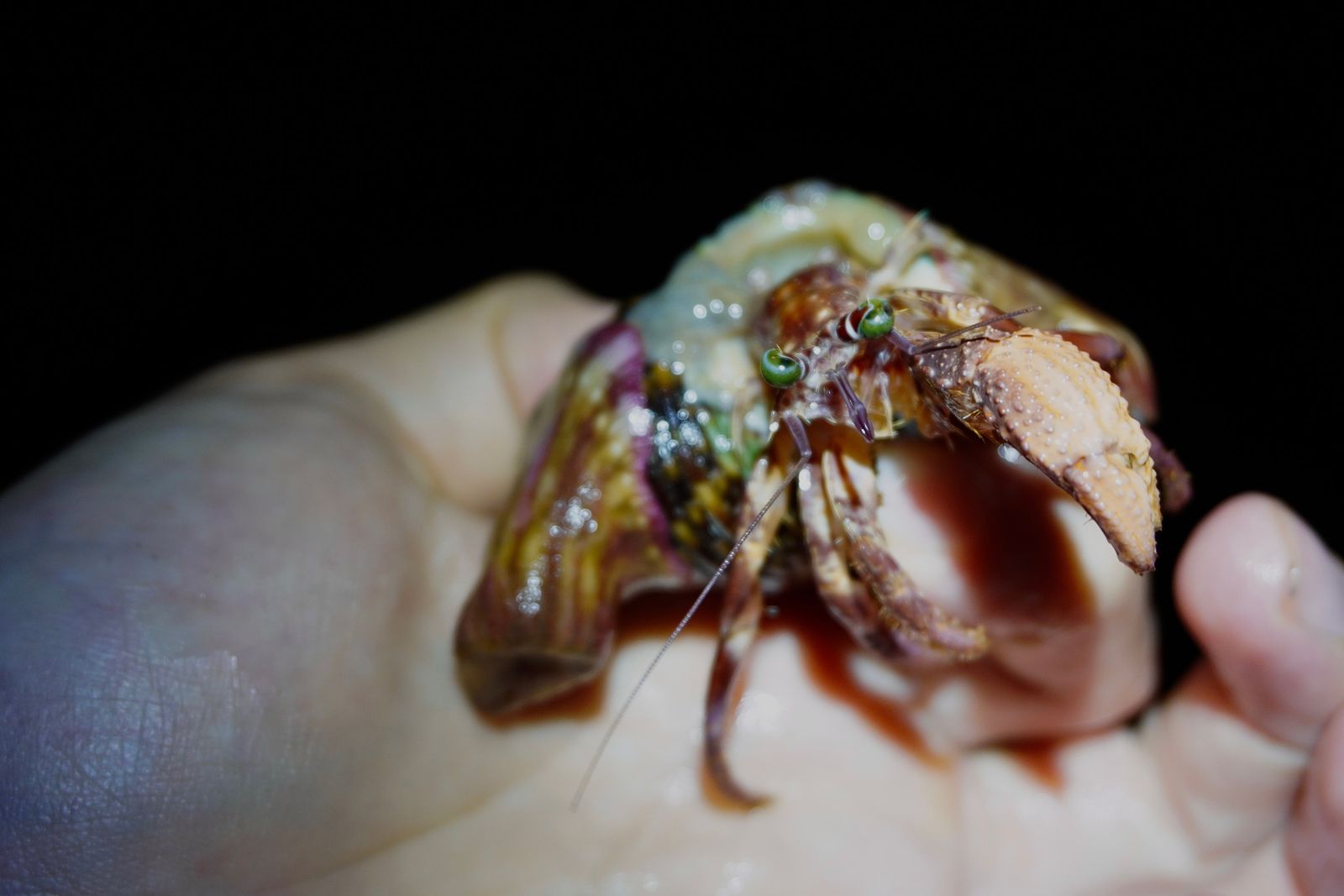 Jeweled anemone hermit crab (Dardanus gemmatus) resting on a person's palm, Southern Kauai