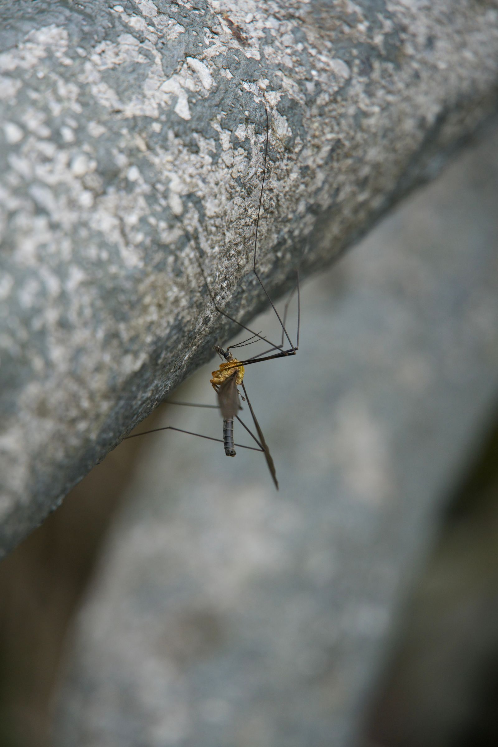 Large crane fly (Tipulidae) clinging beneath a rough gray rock, Zhangjiajie