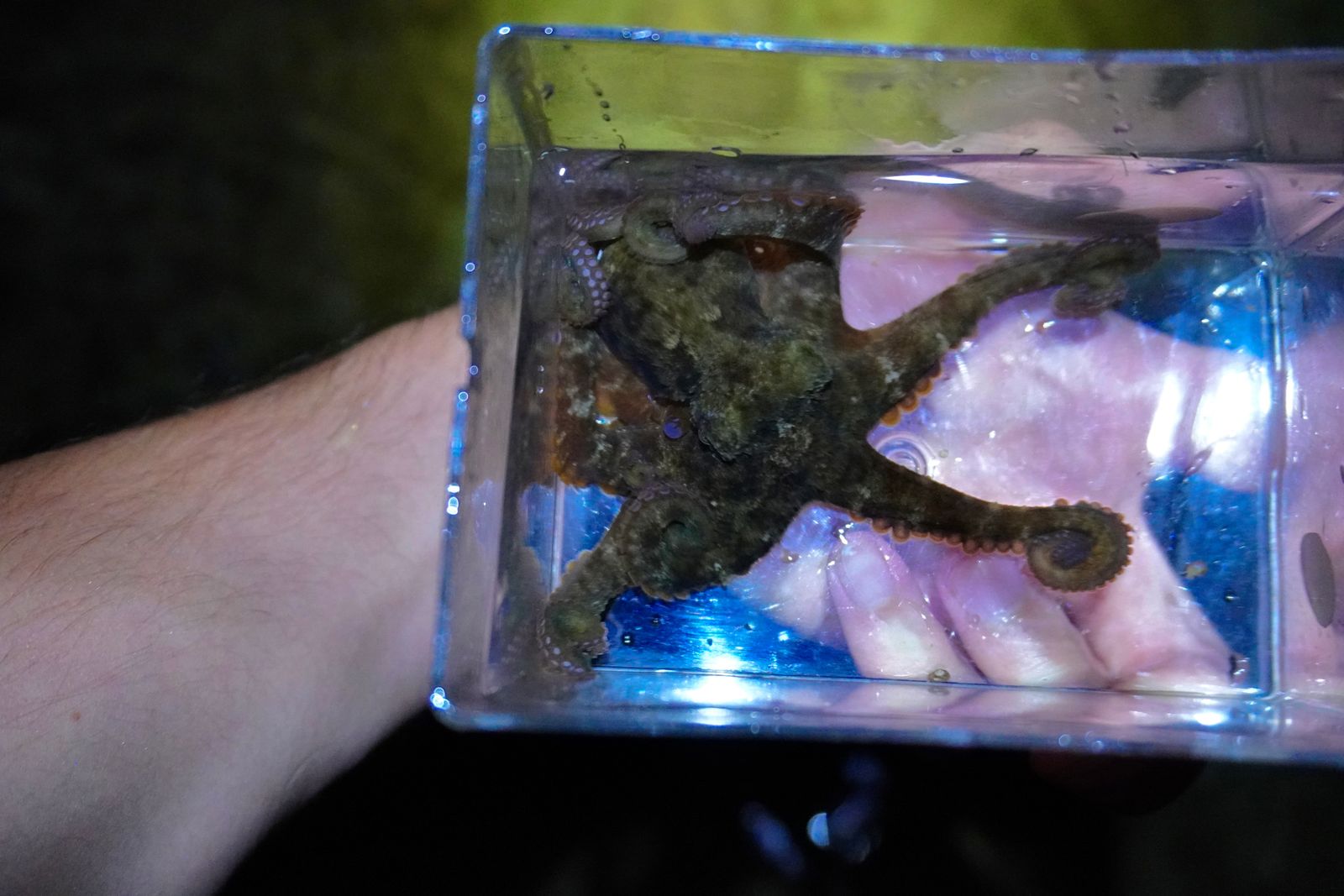 An octopus in a clear water-filled container, Southern Kauai
