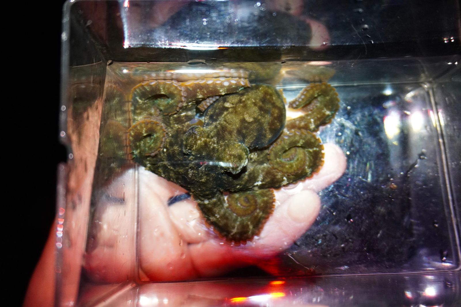An octopus in a clear water-filled container, Southern Kauai