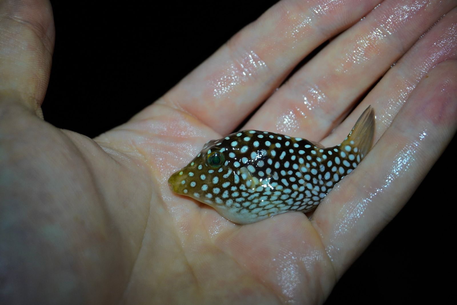 A spotted fish held in a wet palm, Southern Kauai