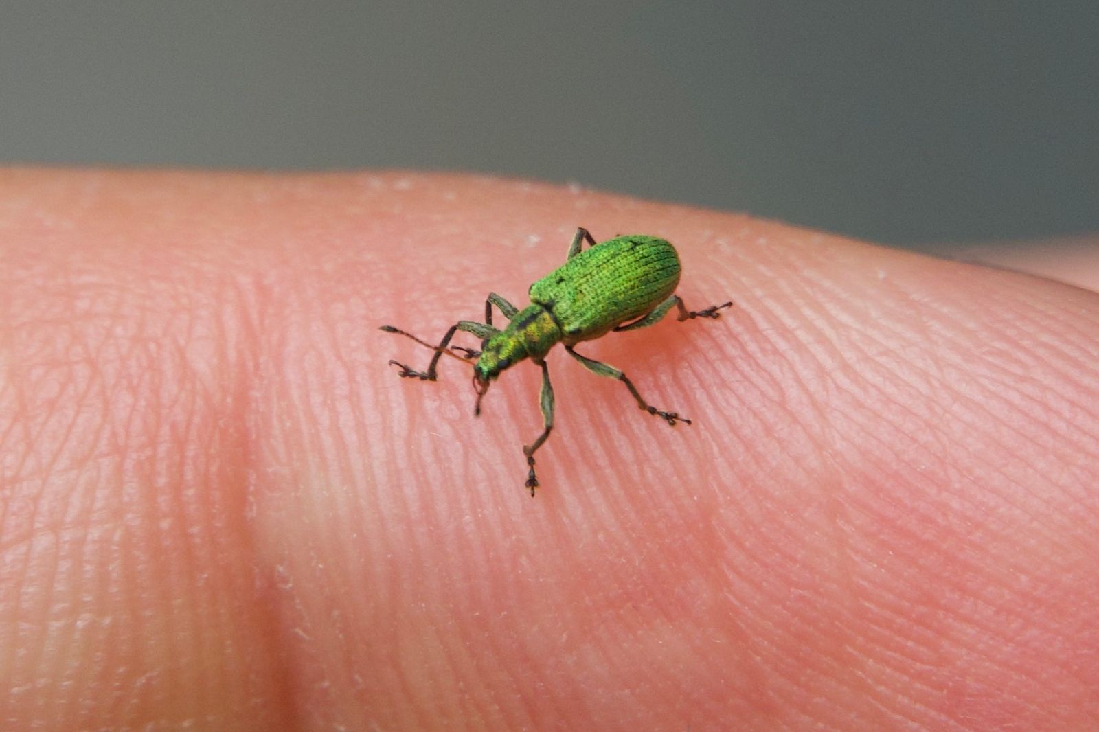 Broad-nosed weevil (Entiminae) standing on a fingertip, Zhangjiajie