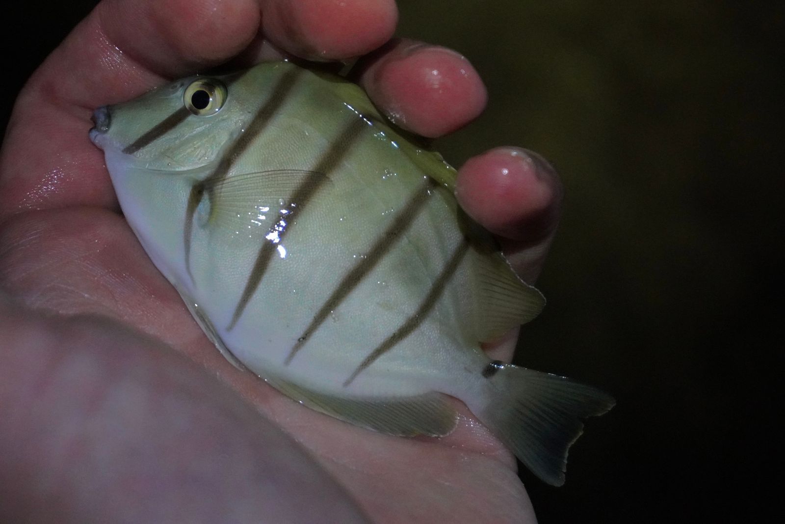 Hawaiian convict surgeonfish (Acanthurus sandvicensis) held in a wet hand, Southern Kauai