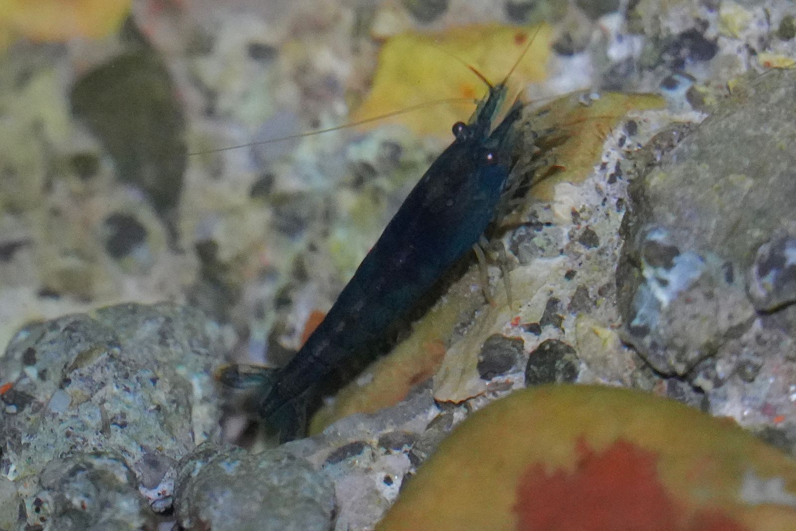Cherry shrimp (Neocaridina davidi) on gravel among yellow and brown leaves, Zhangjiajie