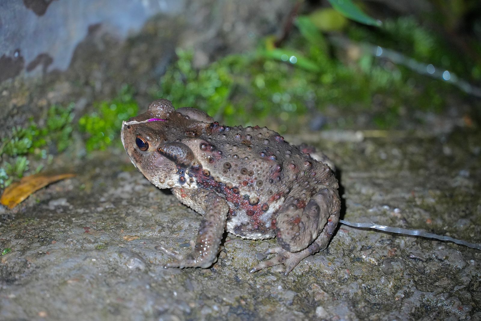 Asiatic toad (Bufo gargarizans) crouched on rough stone beside moss, Zhangjiajie