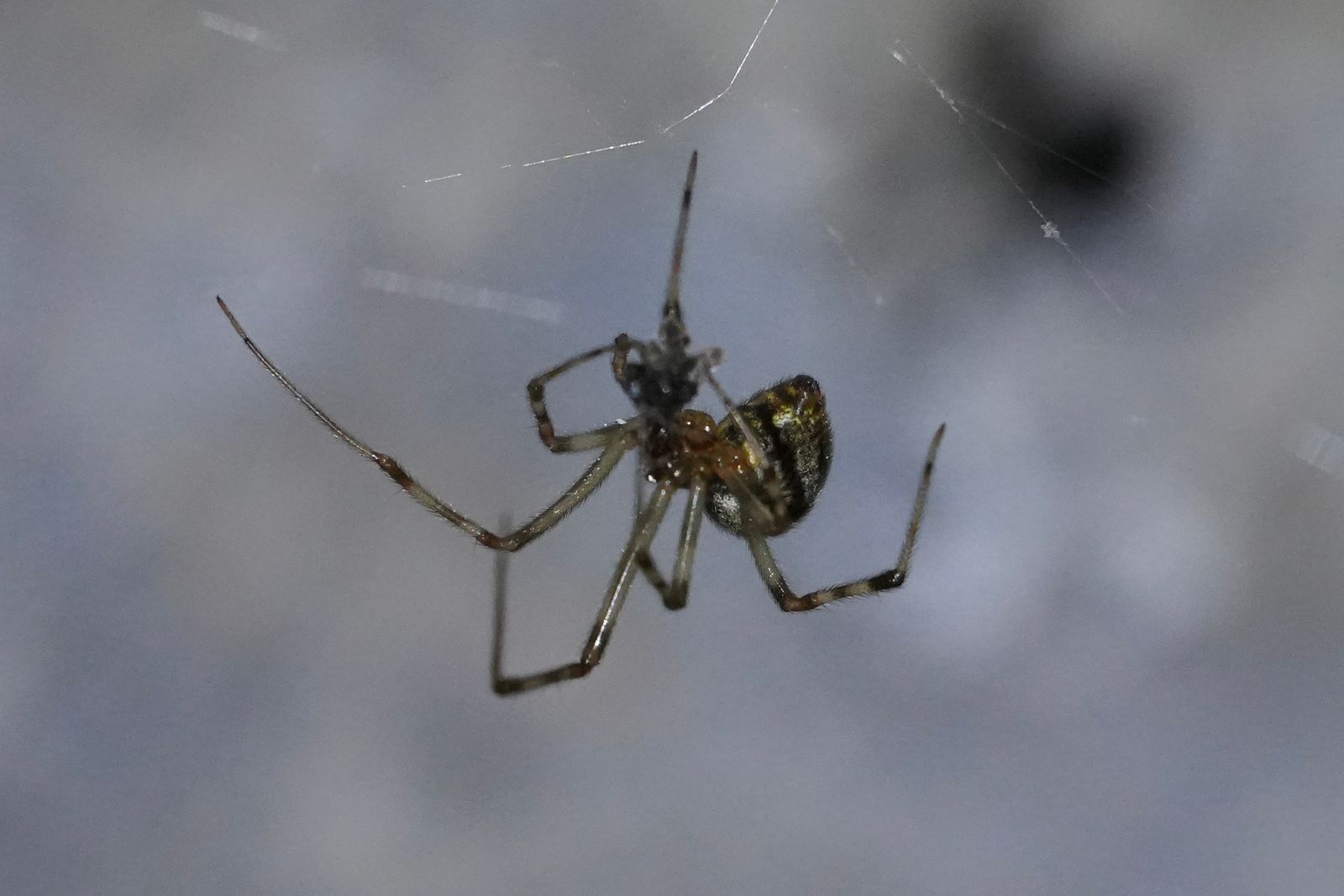 Colourful comb-footed spider (Parasteatoda) hanging in a web, Zhangjiajie