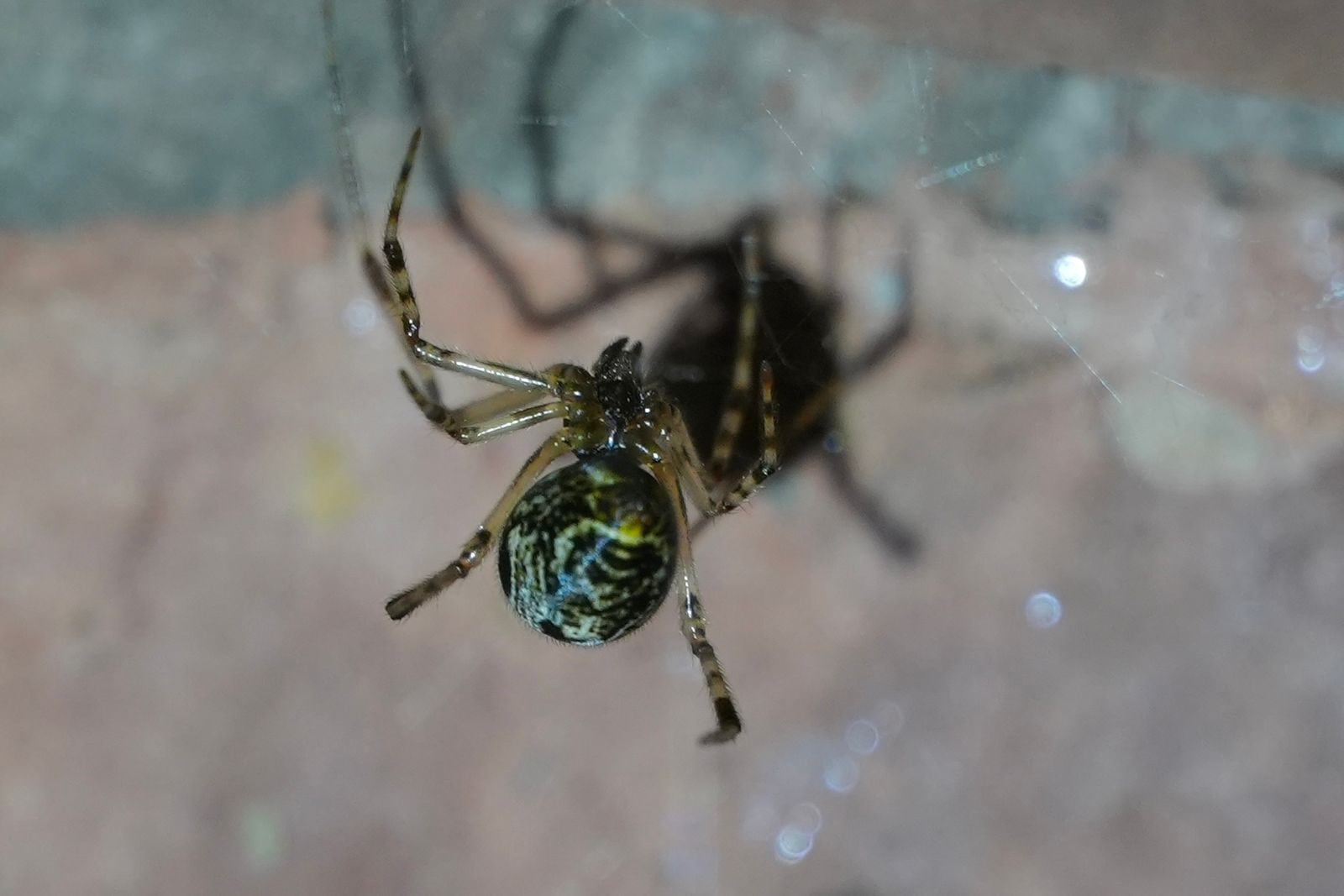 Spider (Araneoidea) hanging in a web, Zhangjiajie