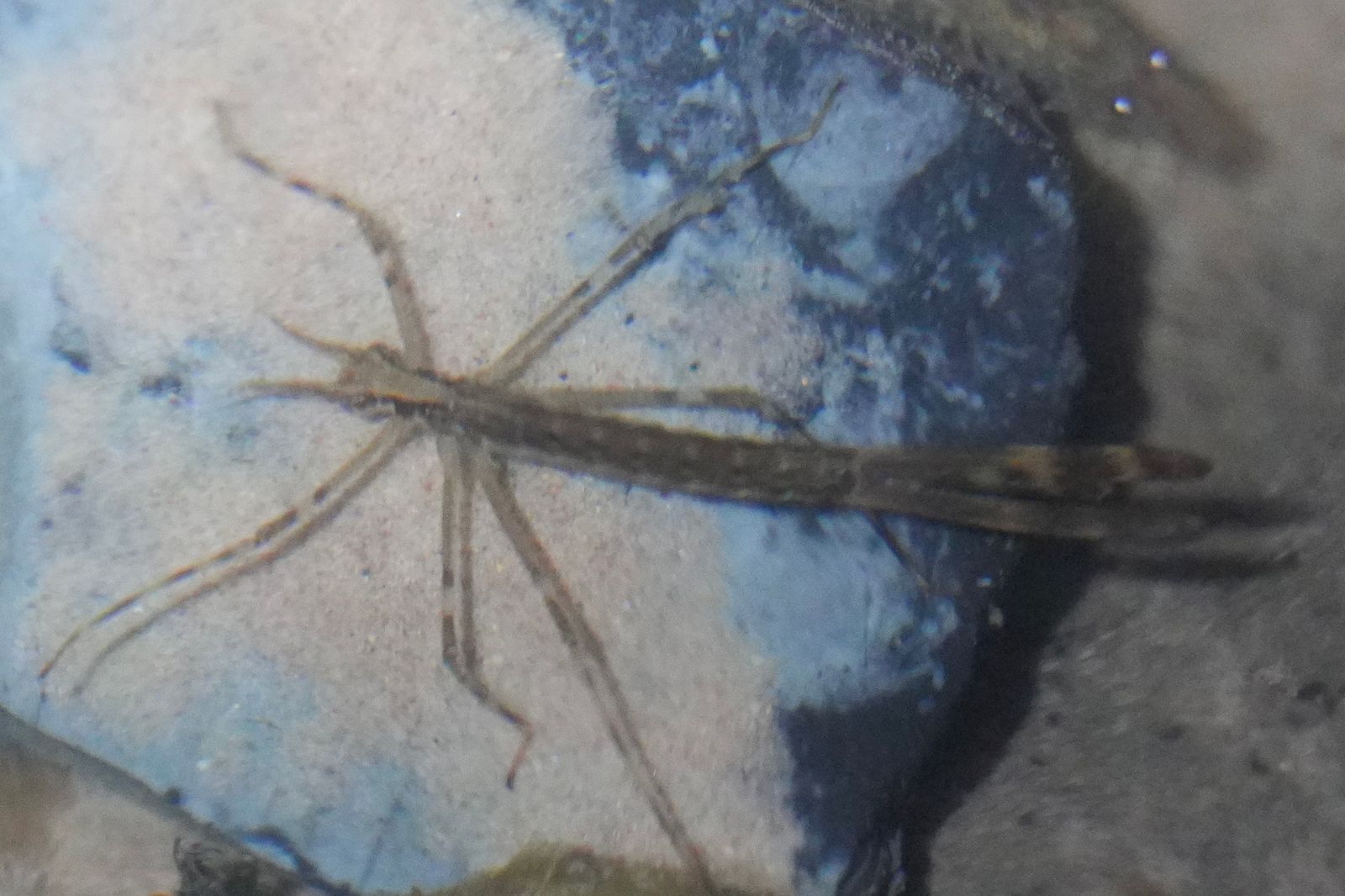 Damselfly (Zygoptera) resting in Zhangjiajie
