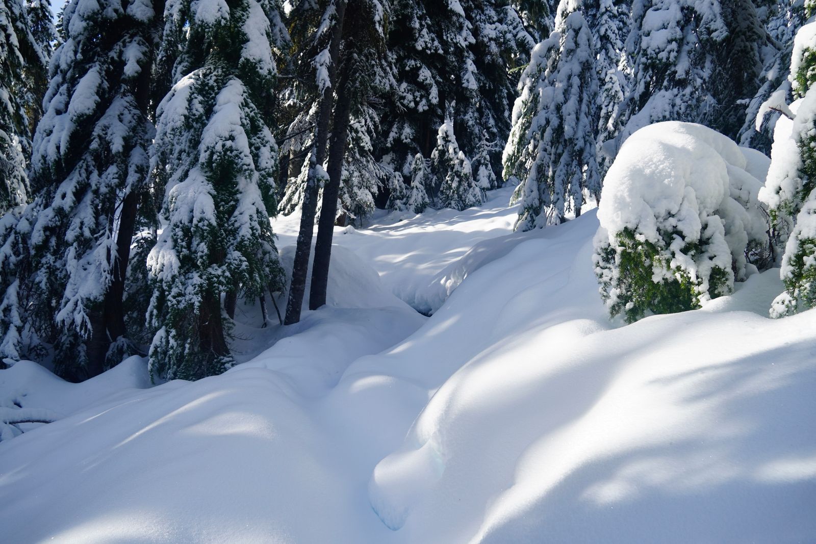 Snow-covered forest around a hollow between deep snow banks, Lake Valhalla
