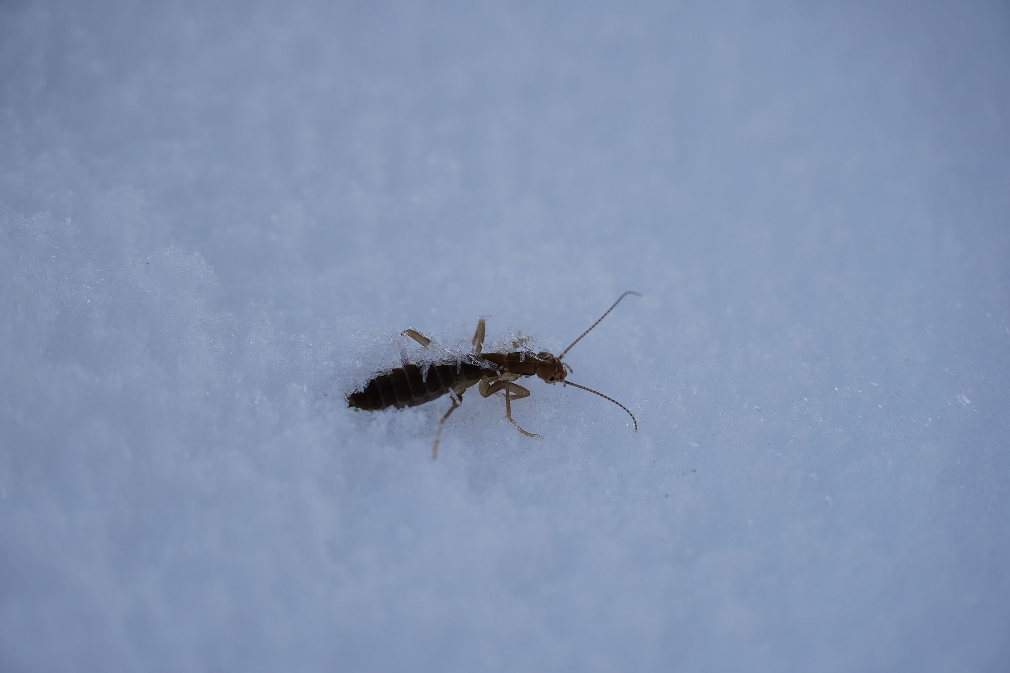 Ice crawler (Grylloblatta) on snow with ice on its back, Lake Valhalla
