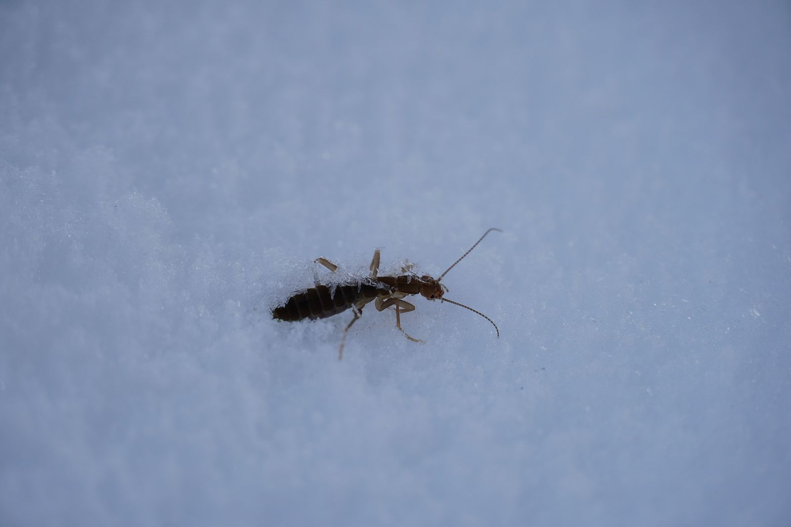 Ice crawler (Grylloblatta) on snow with ice on its back, Lake Valhalla