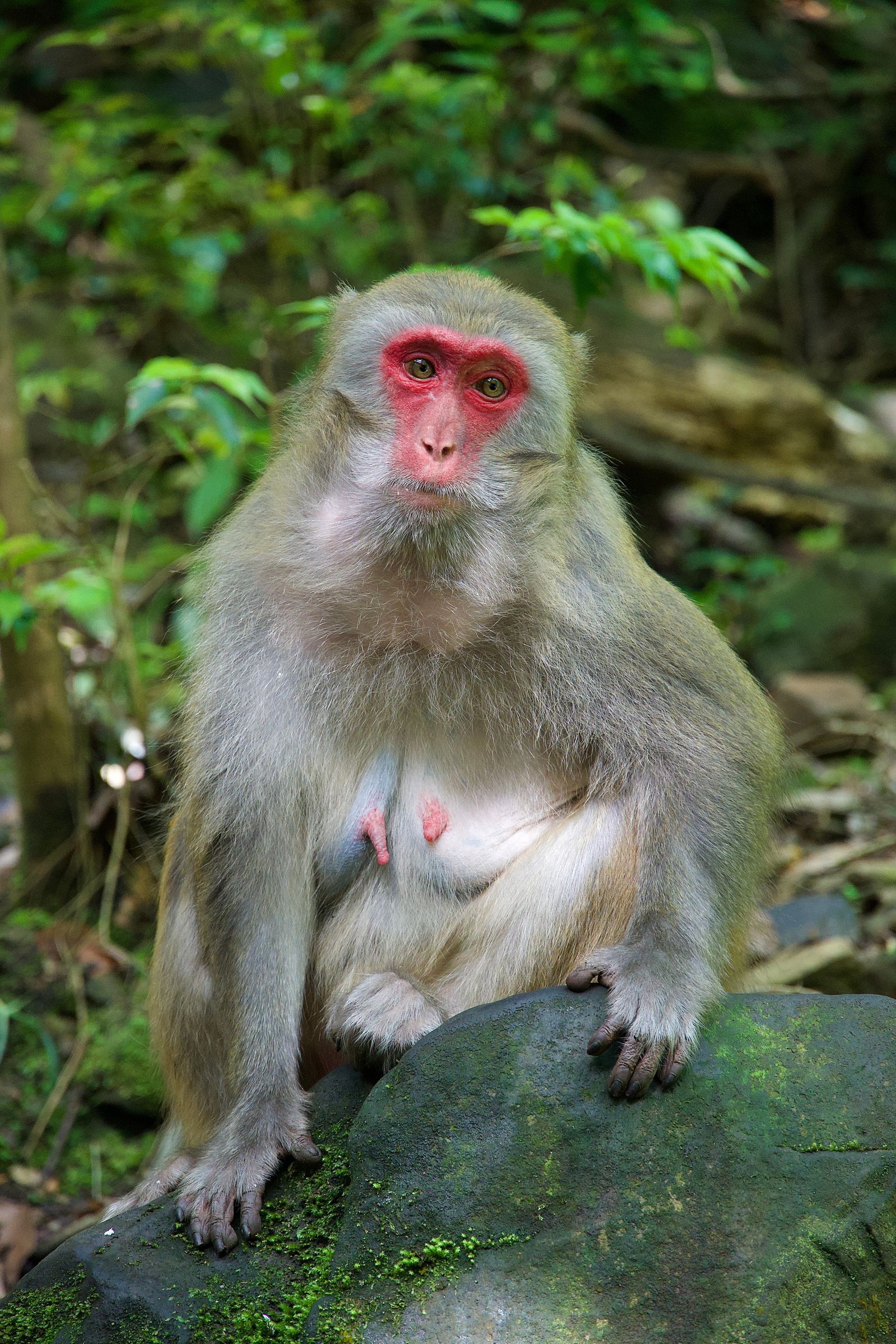 A monkey sitting on a mossy rock among green leaves, Zhangjiajie