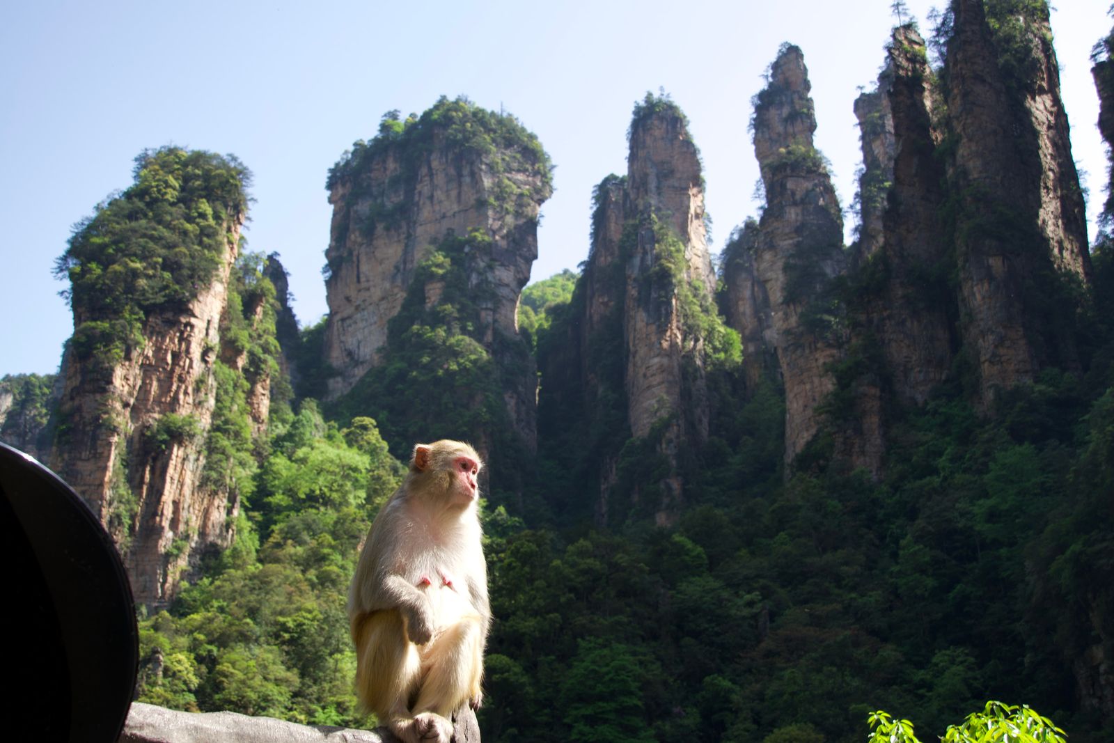 A monkey on a railing below forested rock pillars, Zhangjiajie