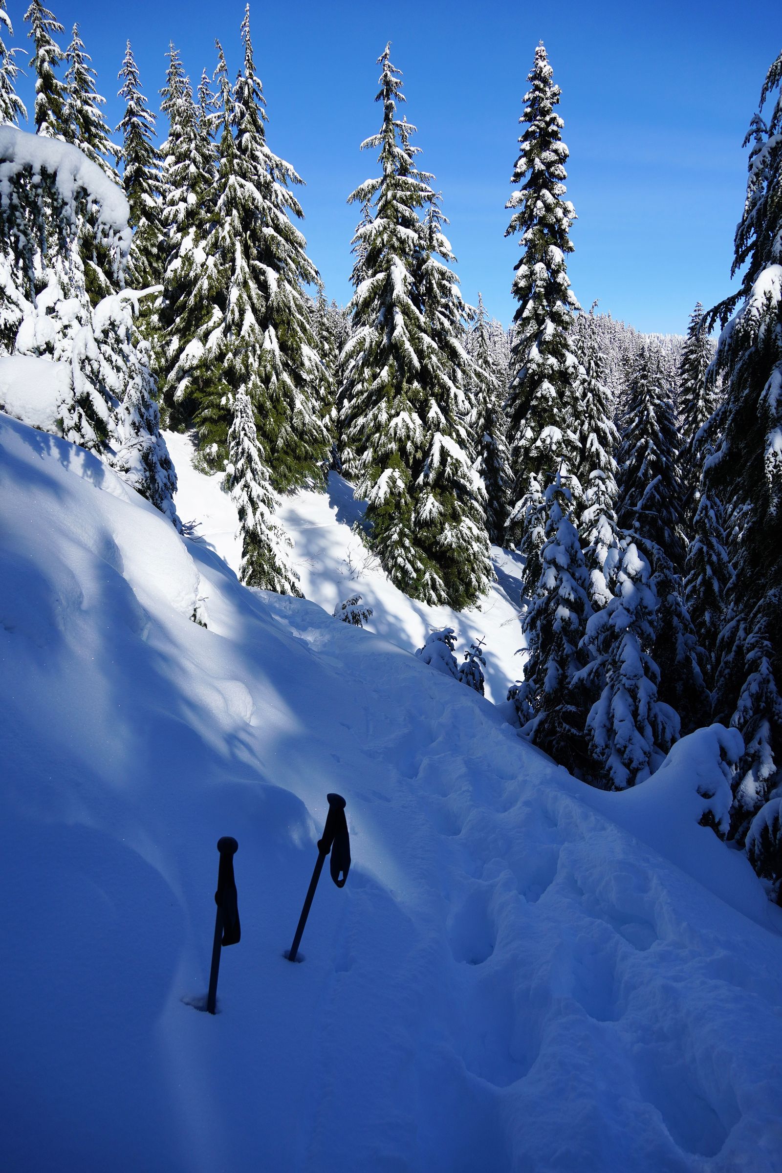 Snow-covered forest beside a snowy trail with trekking poles, Lake Valhalla