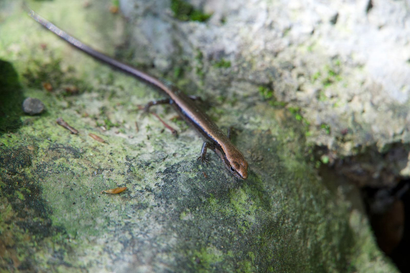 A brown lizard on green-covered rock beside a crevice, Zhangjiajie