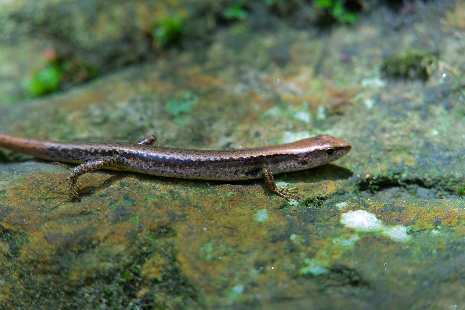 Modest ground skink (Scincella modesta) resting on a mossy rock, Zhangjiajie