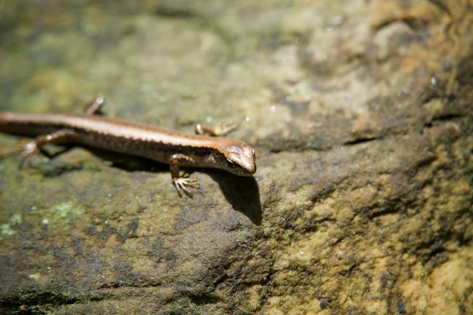 Modest ground skink (Scincella modesta) resting on a rough rock, Zhangjiajie