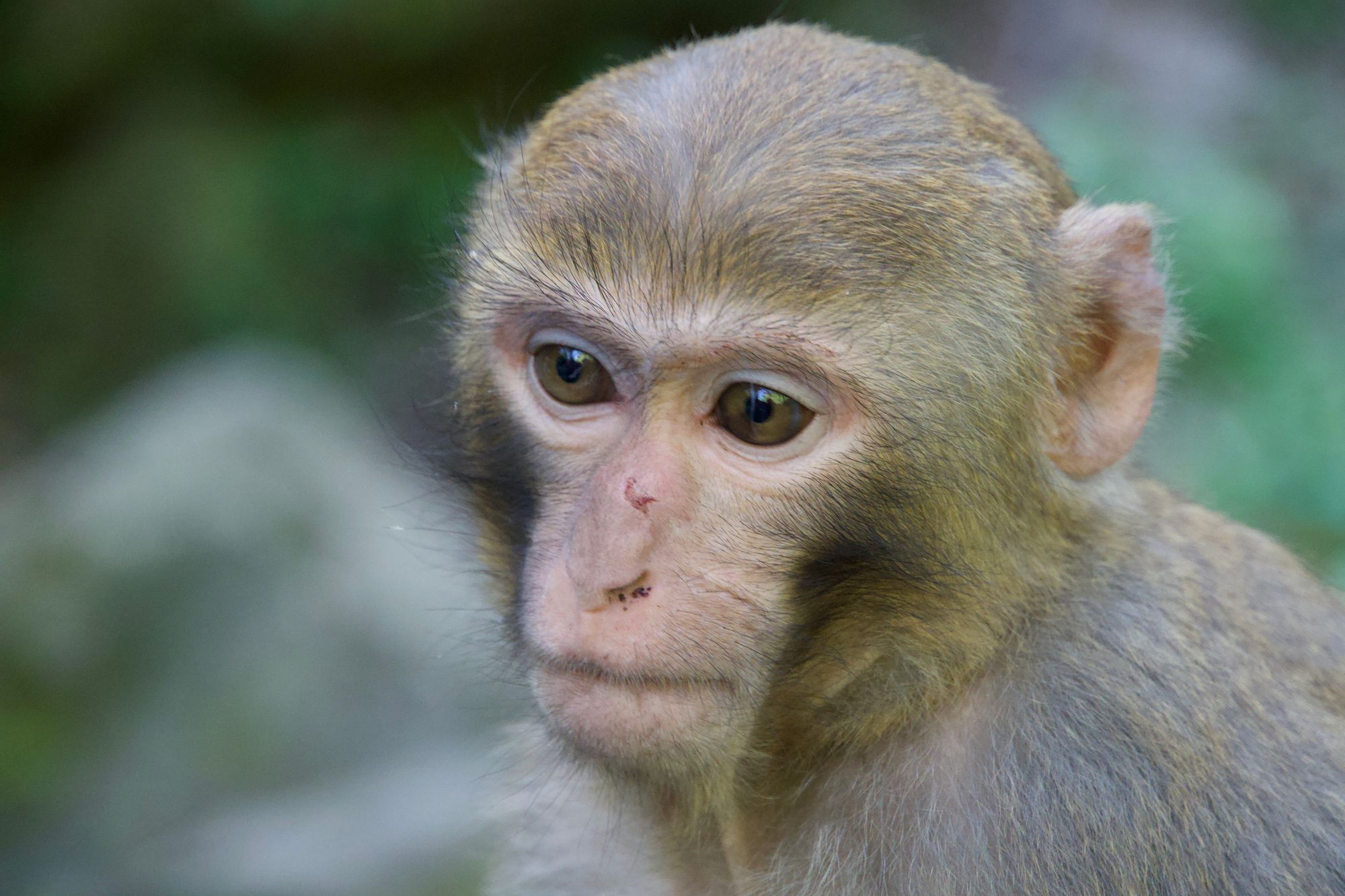 A grey-brown monkey with a pale pink face, Zhangjiajie