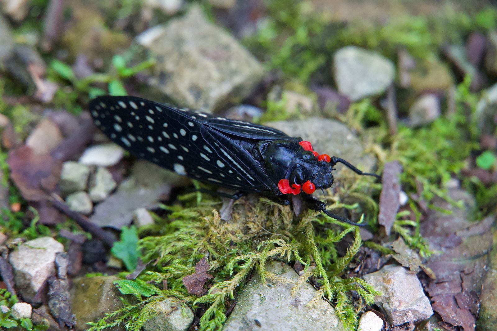 Cicada (Talainga binghami) resting on moss among stones and fallen leaves, Zhangjiajie