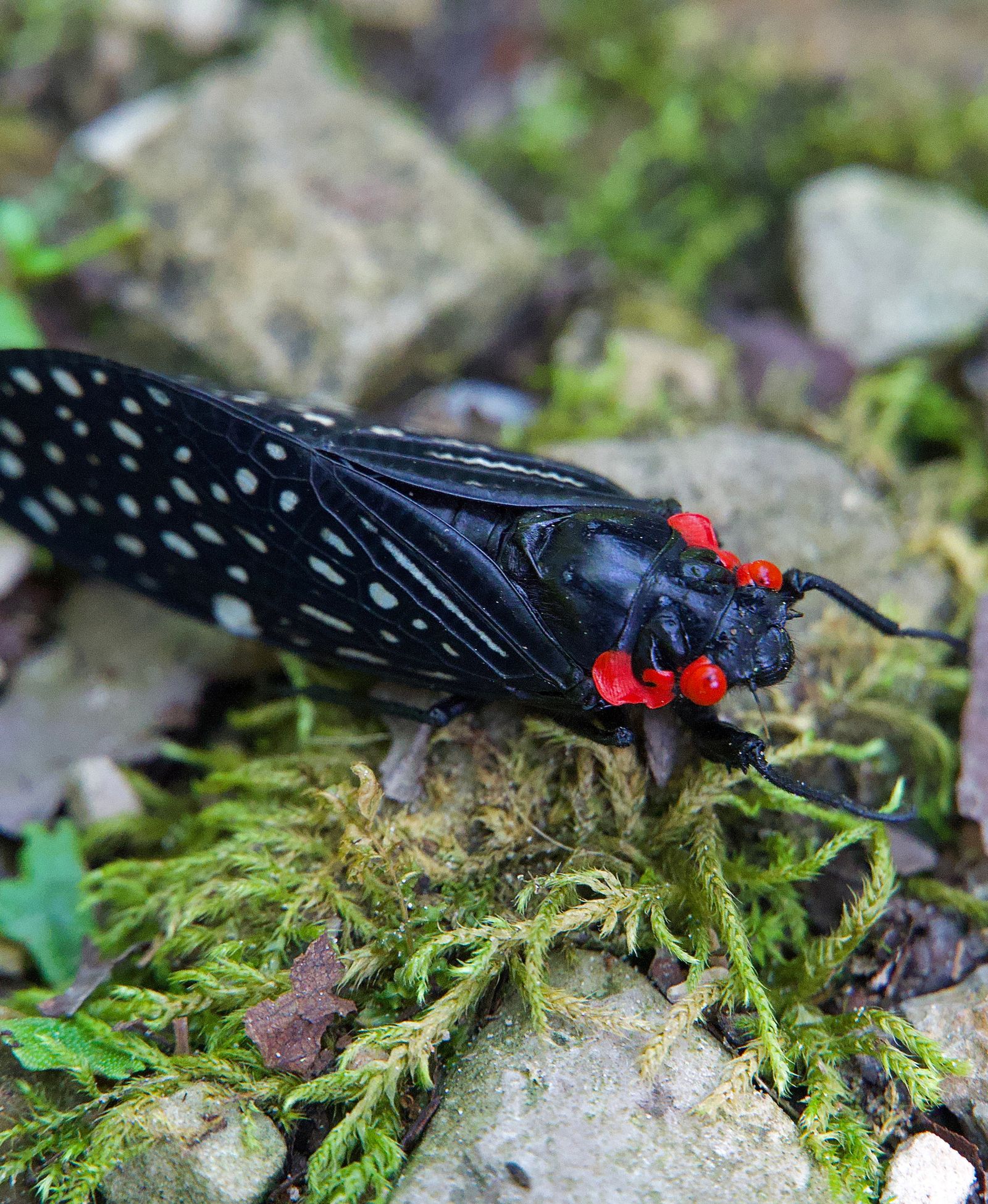 Cicada (Talainga binghami) resting on moss among stones and fallen leaves, Zhangjiajie