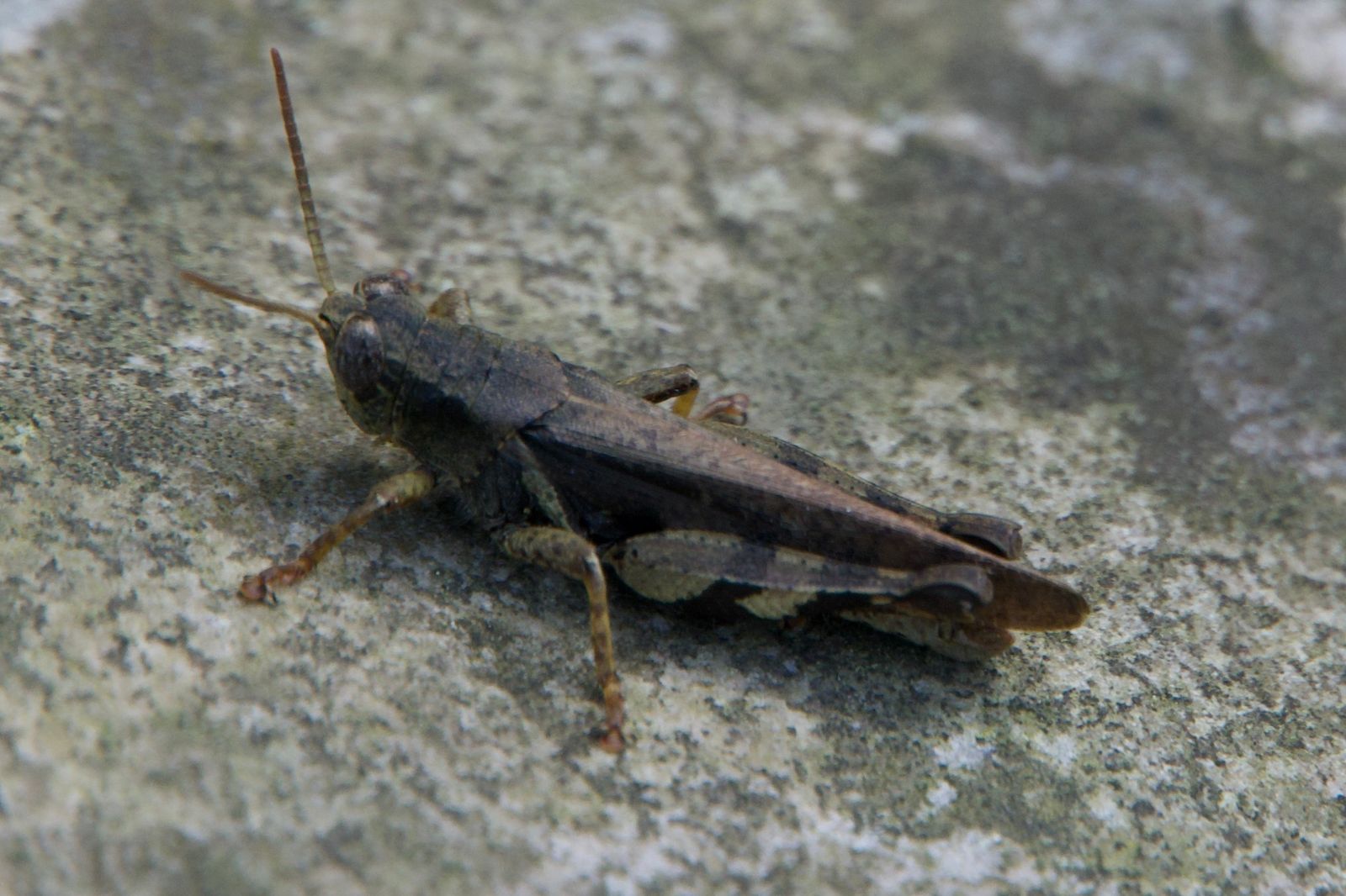 Grasshopper (Xenocatantops brachycerus) resting on rough gray stone, Zhangjiajie
