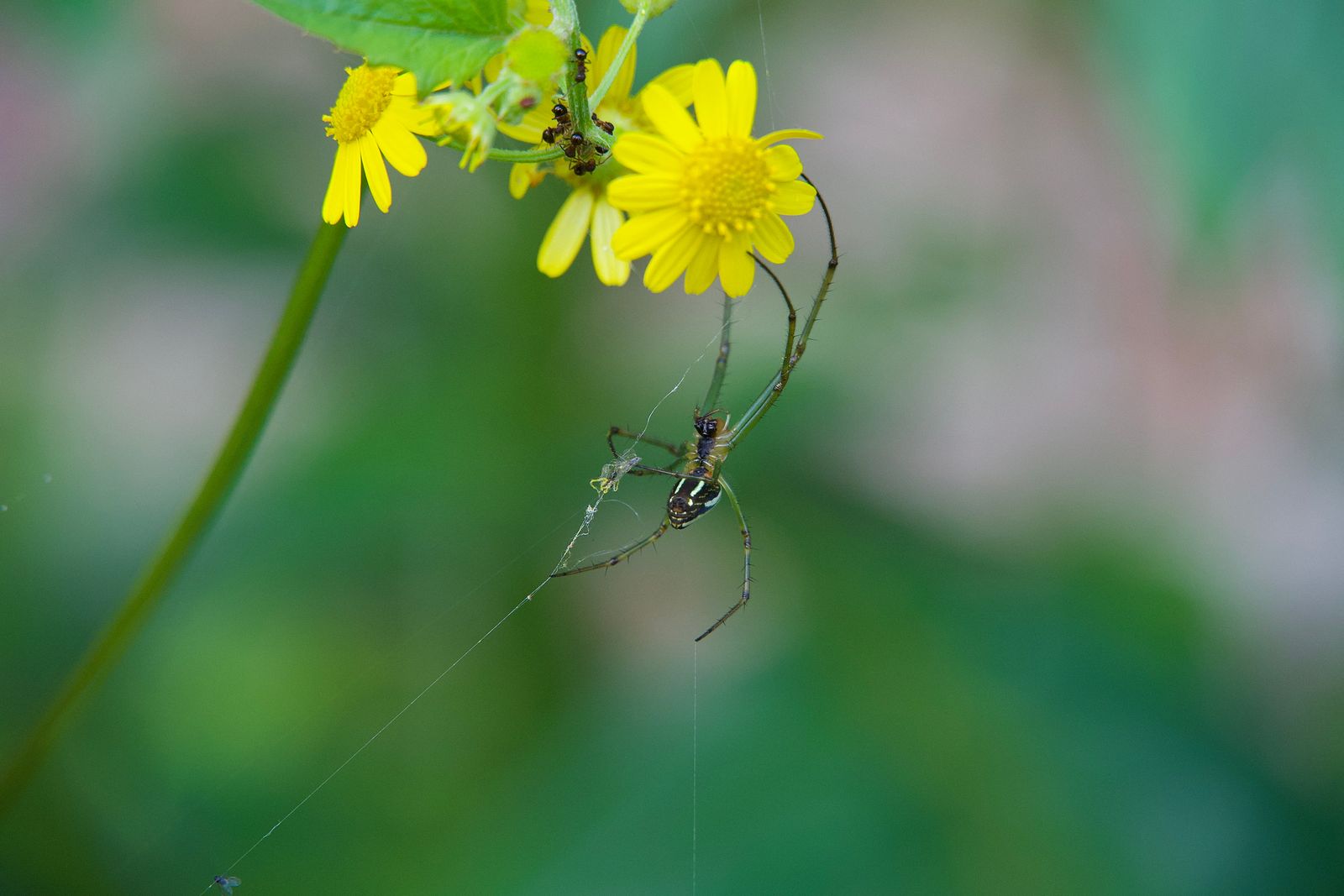 Black-striped orchard spider (Leucauge celebesiana) hanging in a web beneath yellow flowers, Zhangjiajie