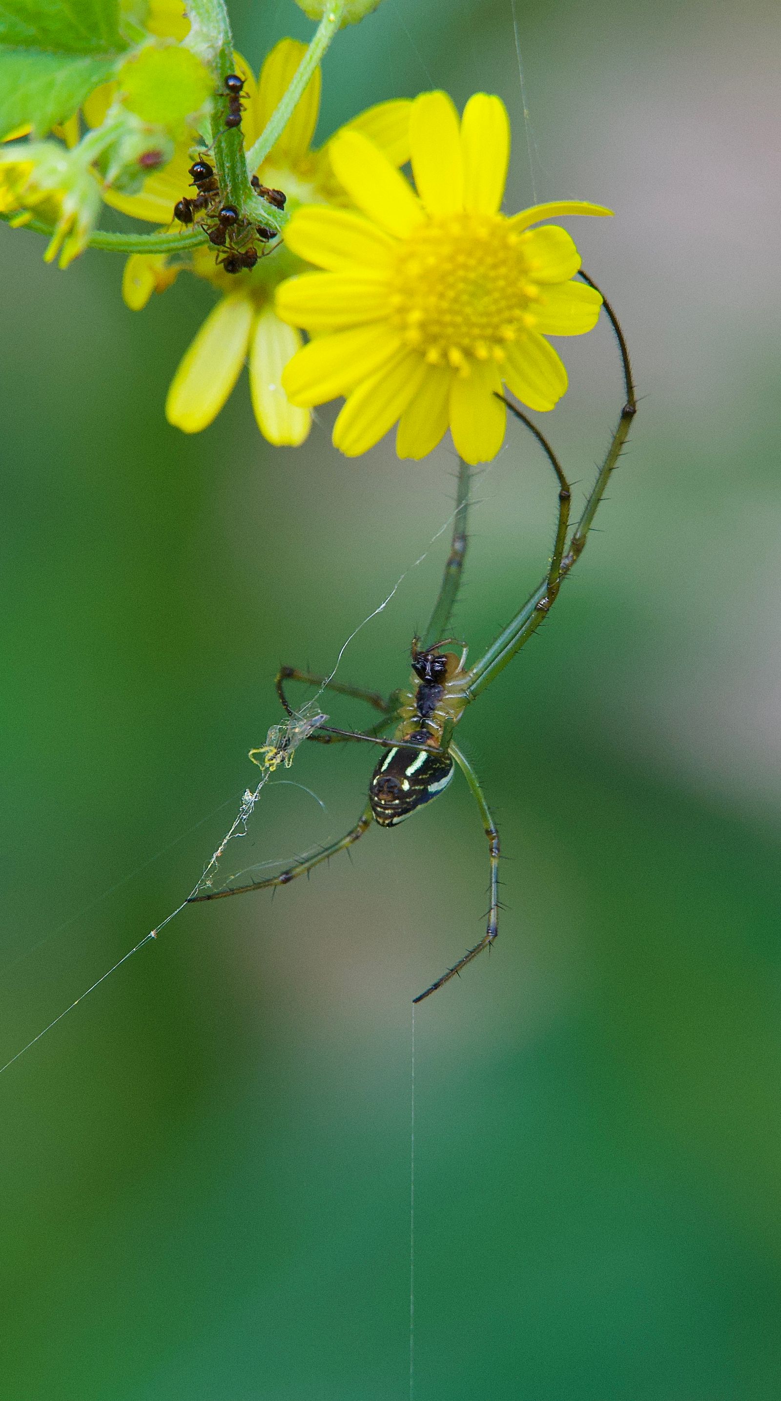 Black-striped orchard spider (Leucauge celebesiana) hanging in a web beneath yellow flowers, Zhangjiajie