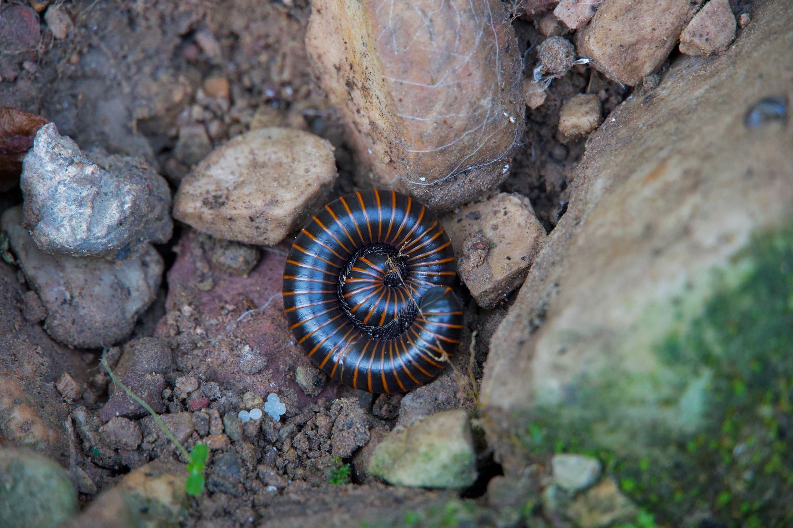 Millipede (Spirobolus) coiled on soil between stones, Zhangjiajie