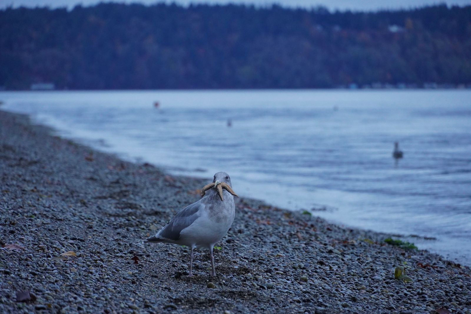 Olympic gull (Larus glaucescens × occidentalis) holding a starfish on a pebble beach, Point Defiance