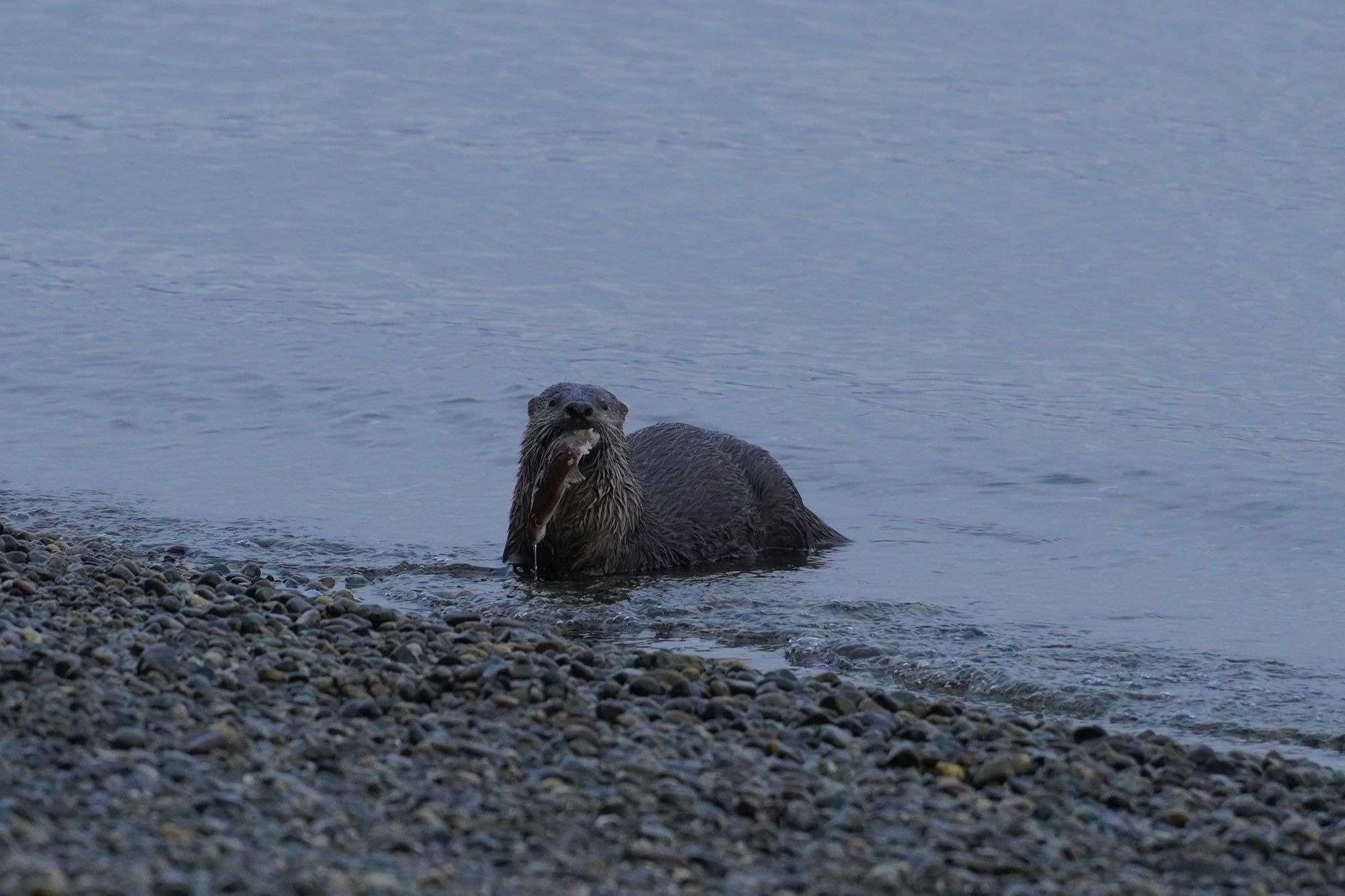 North American river otter (Lontra canadensis) holding a fish in shallow water, Point Defiance