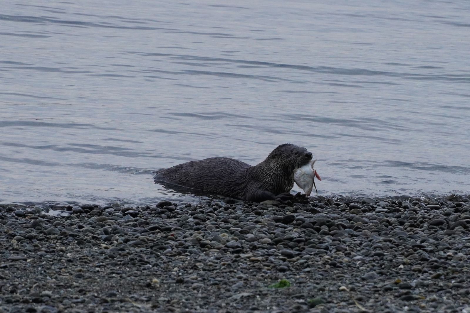 An otter holding a fish beside a pebble beach, Point Defiance