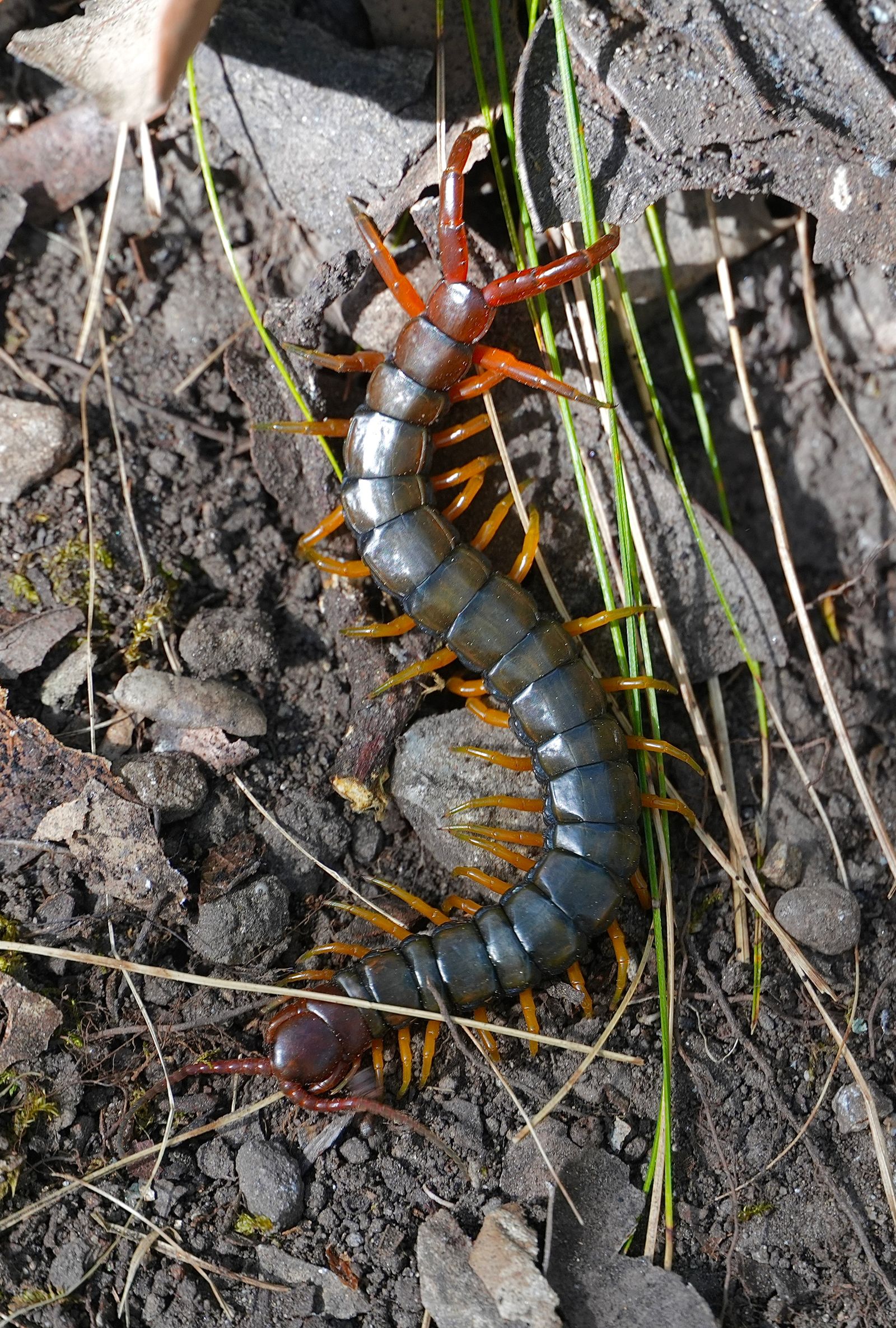 Centipede (Scolopendrinae) on stony soil among leaves and grass, Tiger Leaping Gorge