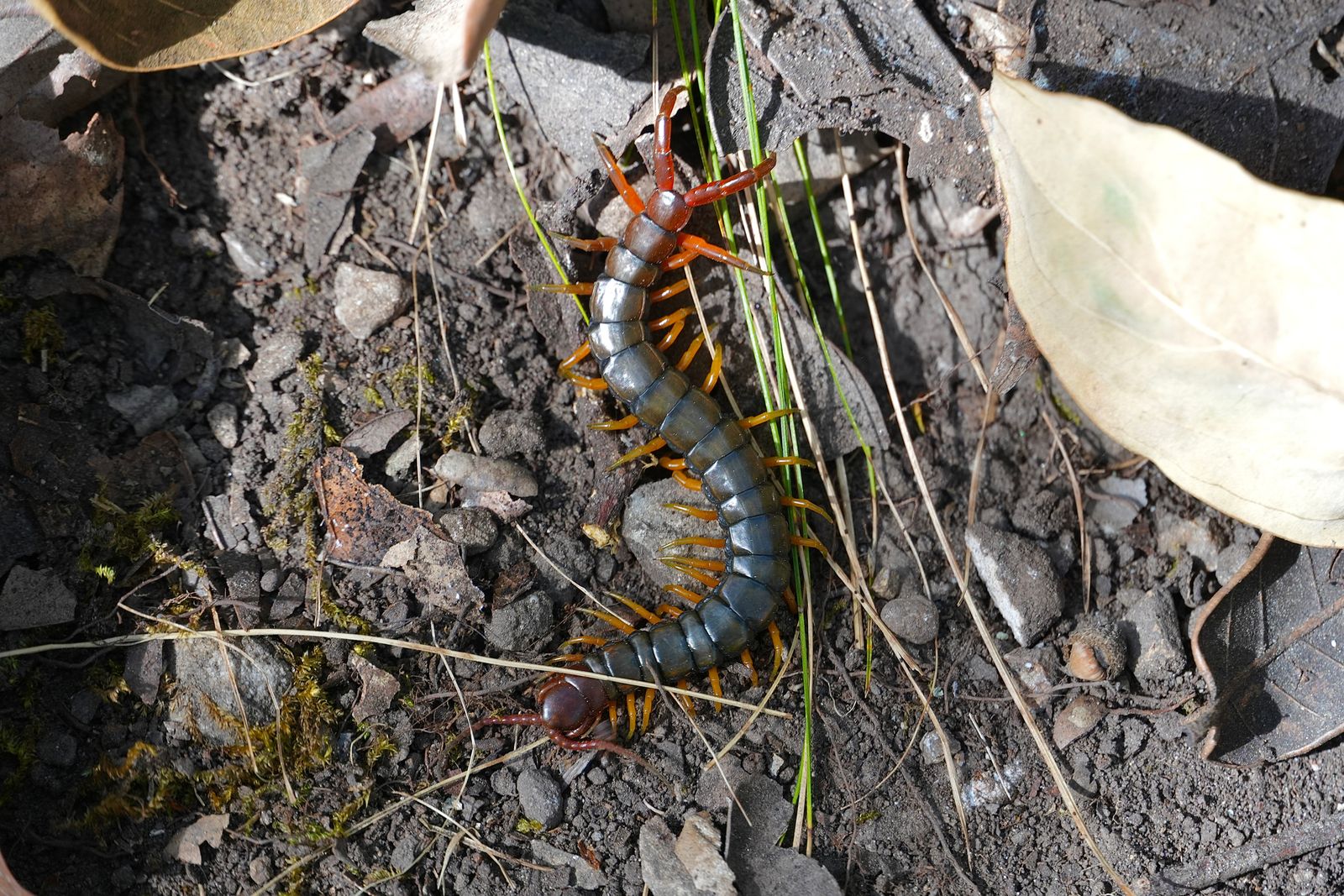 Centipede (Scolopendrinae) on stony soil among leaves and grass, Tiger Leaping Gorge