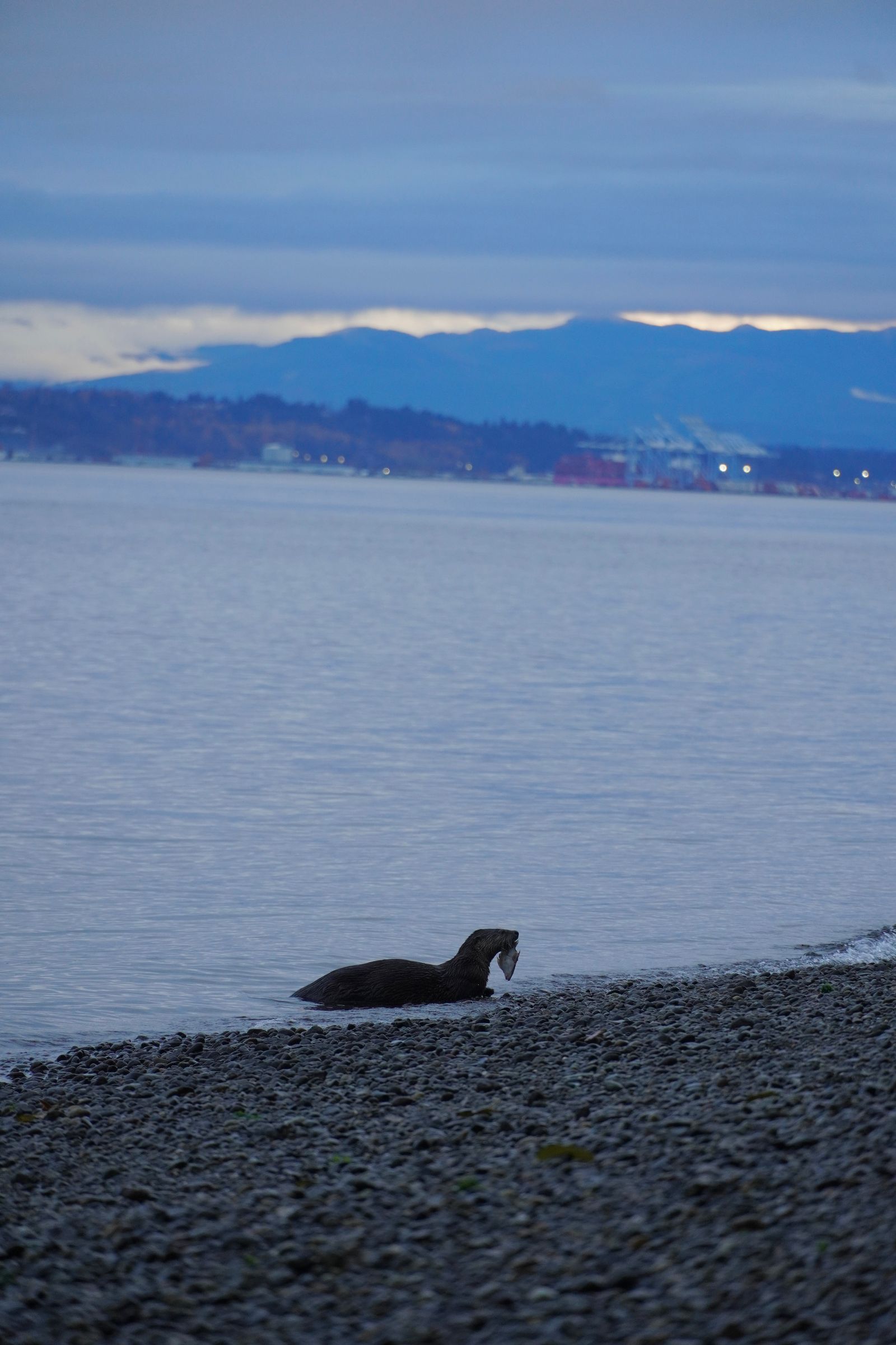 An otter holding a fish beside a pebble beach, Point Defiance