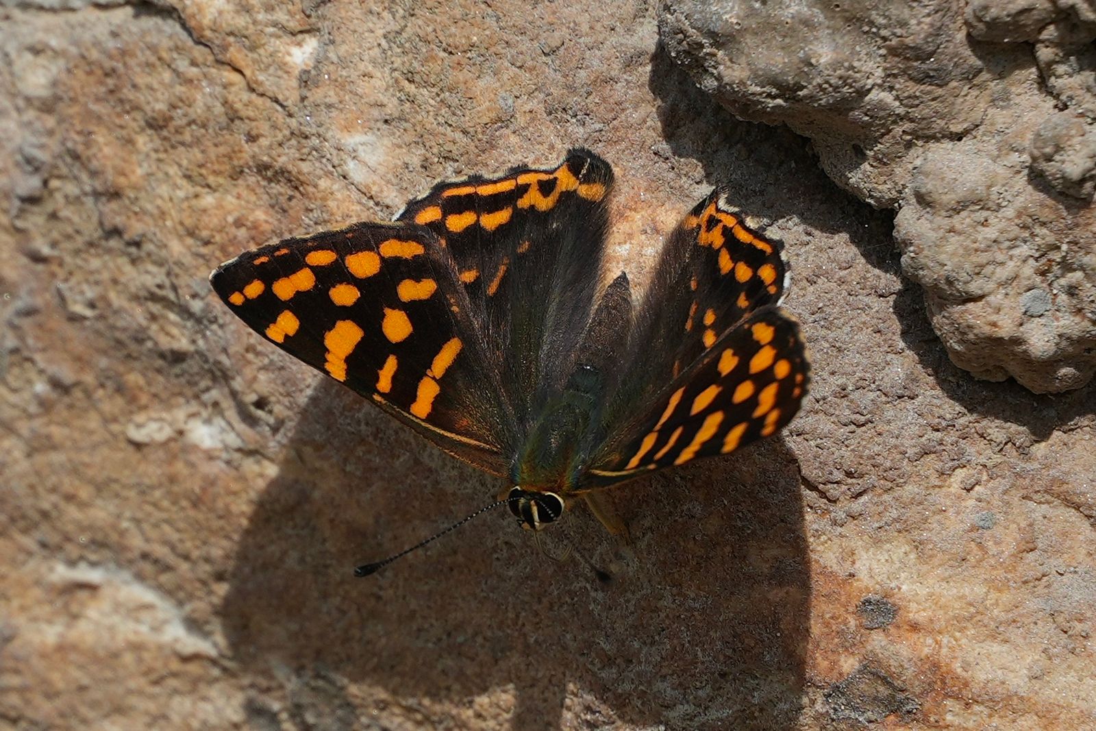 Common punch (Dodona durga) resting on rough rock, Tiger Leaping Gorge