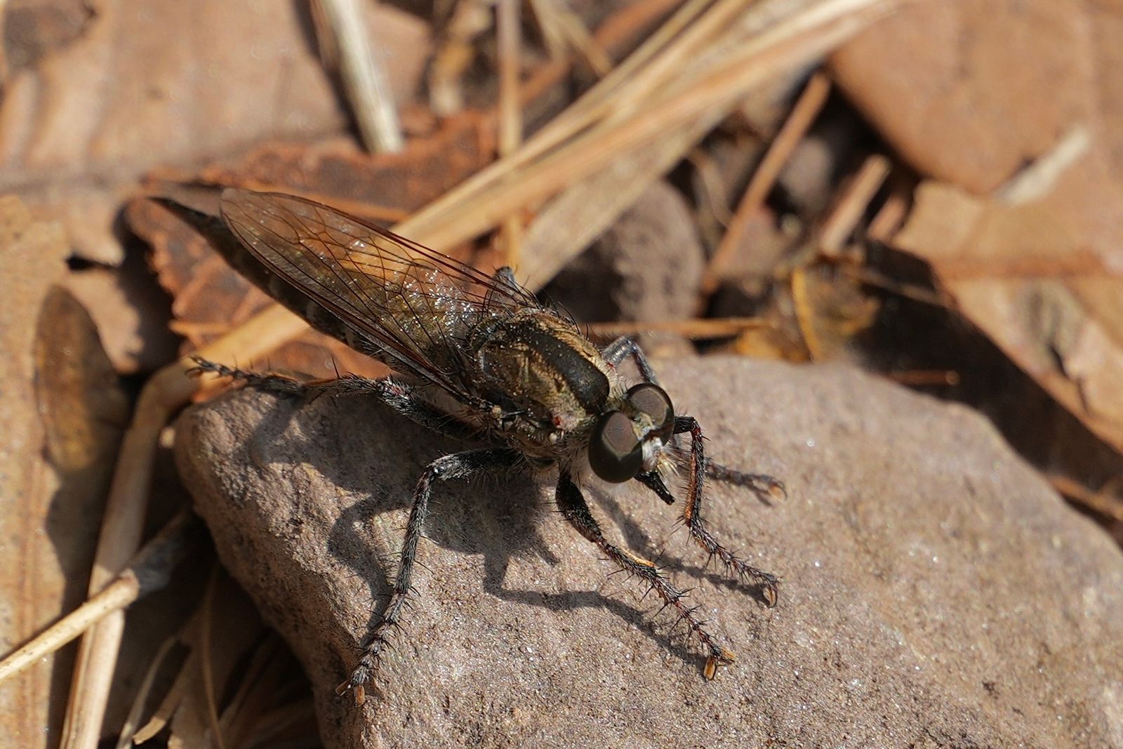 Robber fly (Asilinae) standing on a stone among dry leaves, Tiger Leaping Gorge