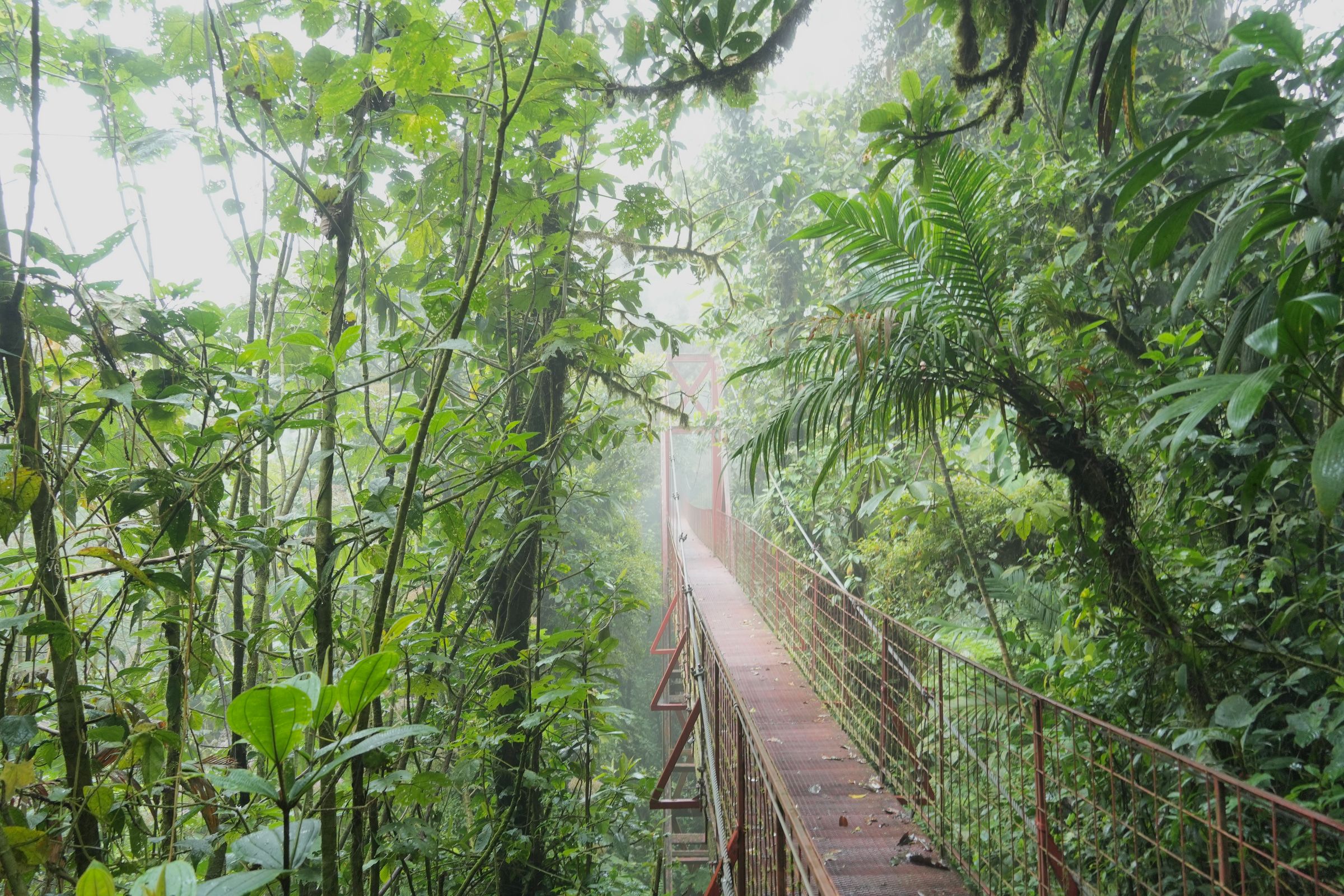 Monteverde Cloud Forest, Costa Rica — cover photograph