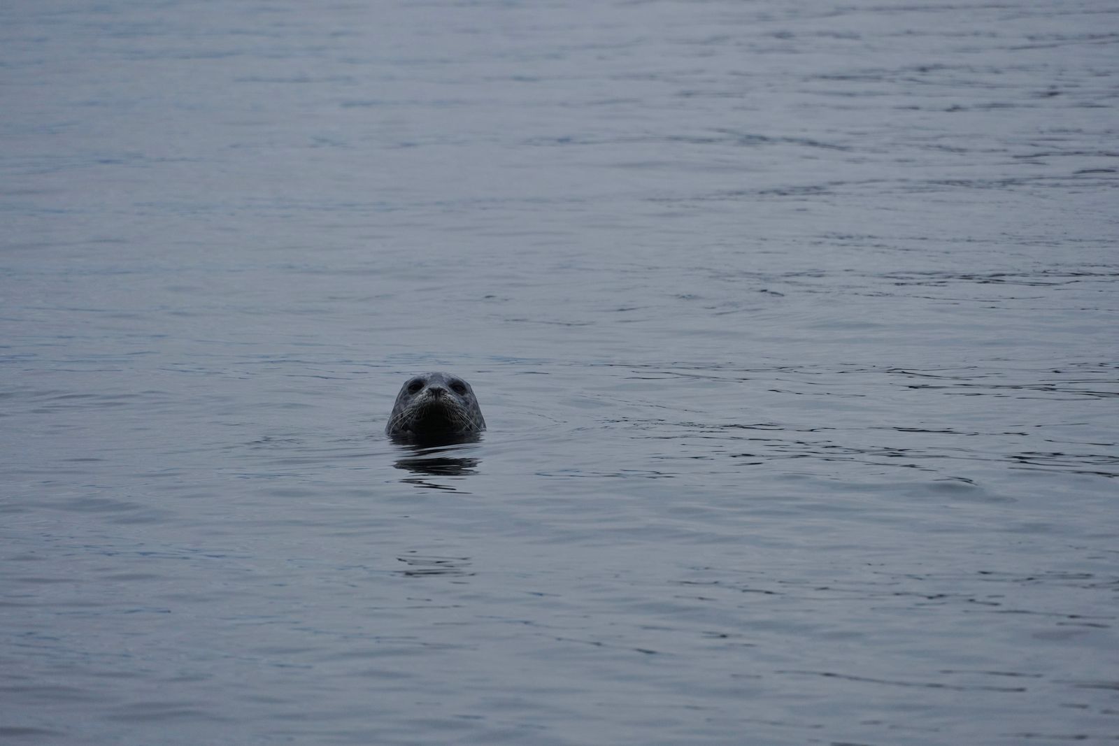 Harbor seal (Phoca vitulina) with its head above rippled water, Point Defiance