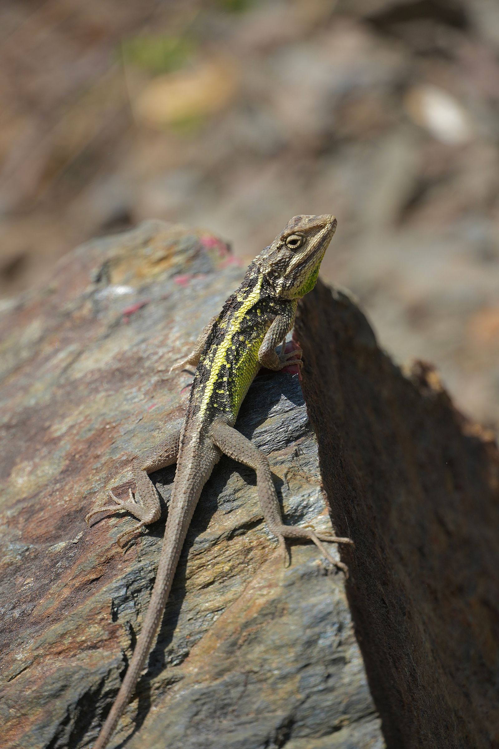 Yulong mountain agama (Diploderma yulongense) on an angular rock, Tiger Leaping Gorge