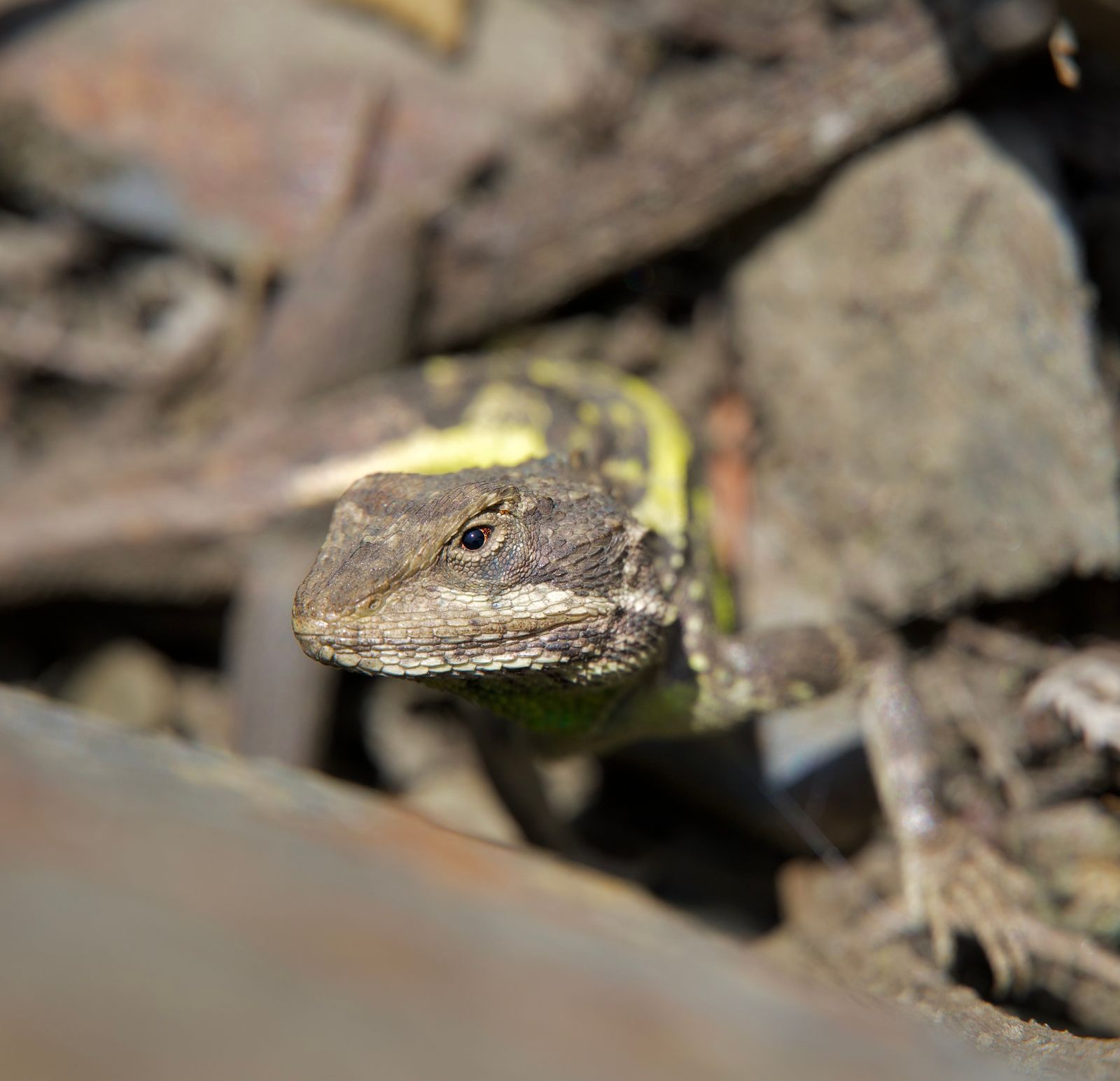 A brown lizard among rocks and dry leaves, Tiger Leaping Gorge
