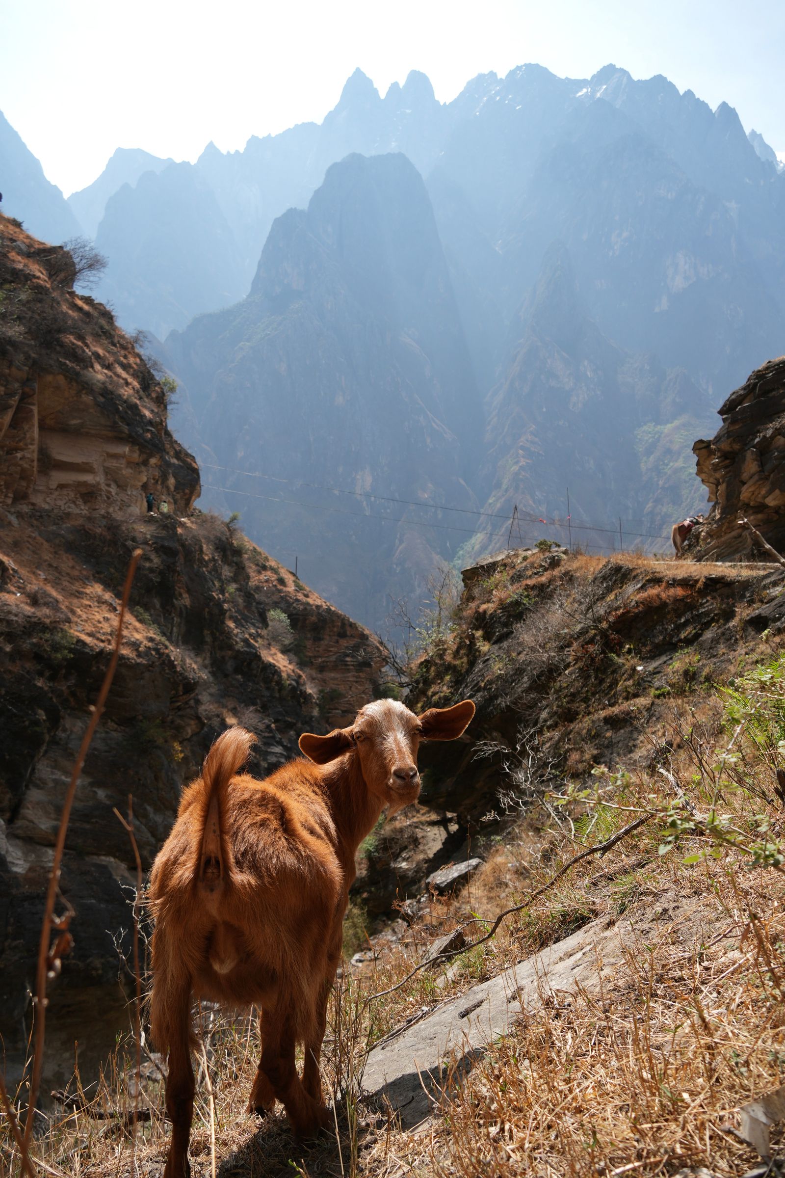 Two goats on rocky slopes above Tiger Leaping Gorge