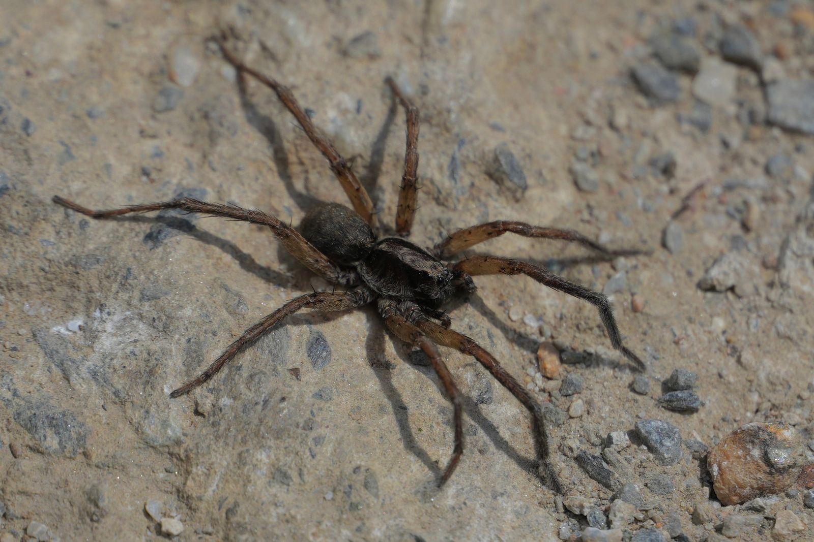 Wolf spider (Lycosidae) on dusty ground among small stones, Tiger Leaping Gorge